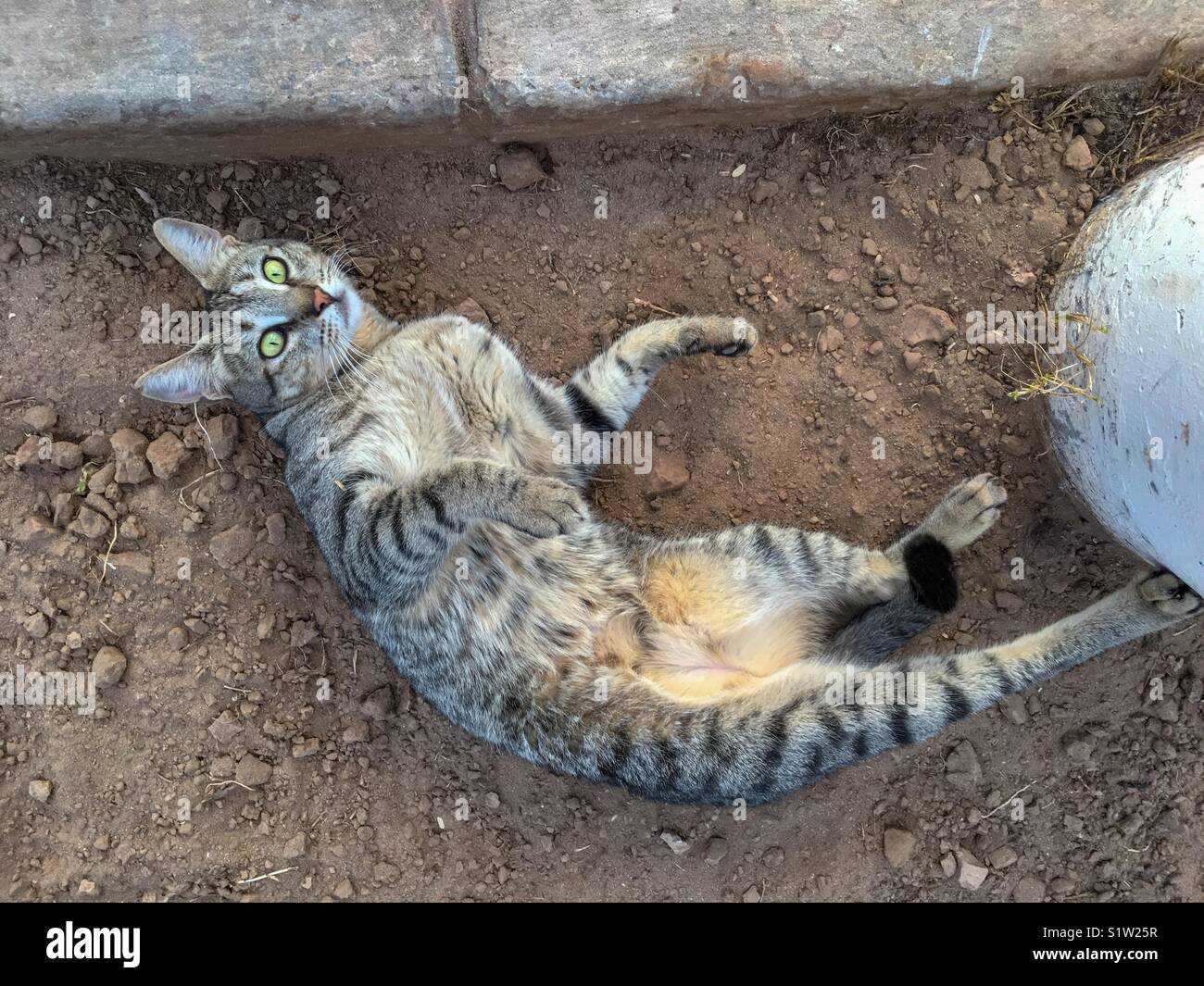 Tabby cat lying in the soil showing spotted tummy - Smartphone Captured Stock Image