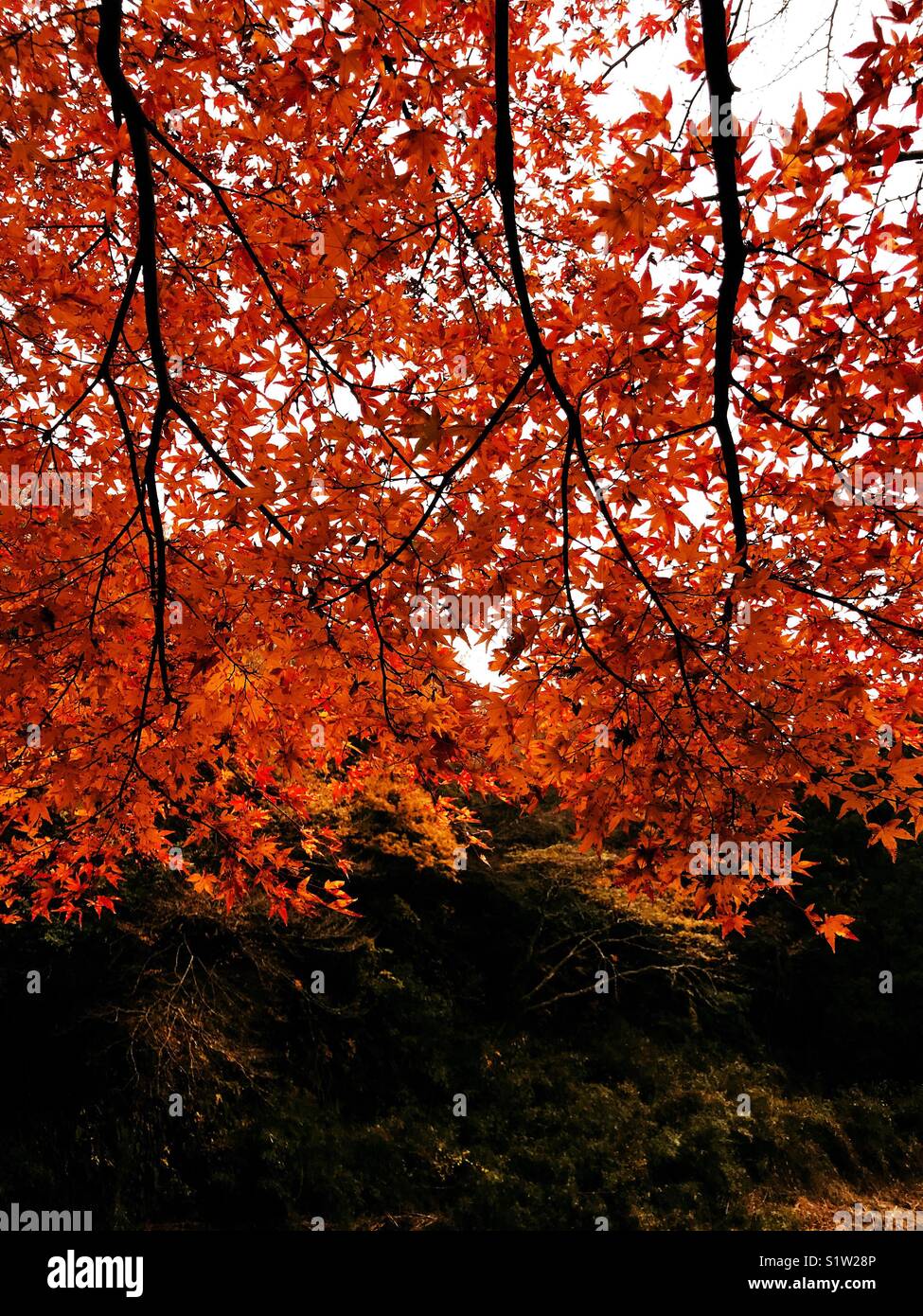 Red leaves Stock Photo
