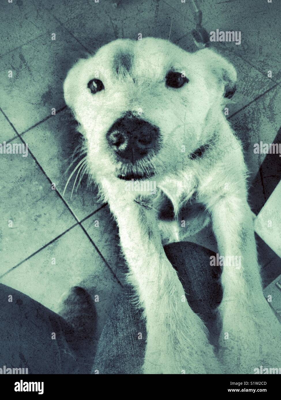 POV. Woman sitting with Jack Russell Terrier’s front paws on knee. - Smartphone Captured Stock Image