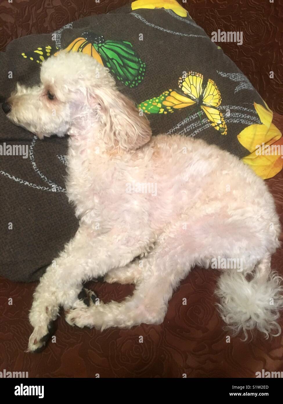 apricot poodle - Smartphone Captured Stock Image