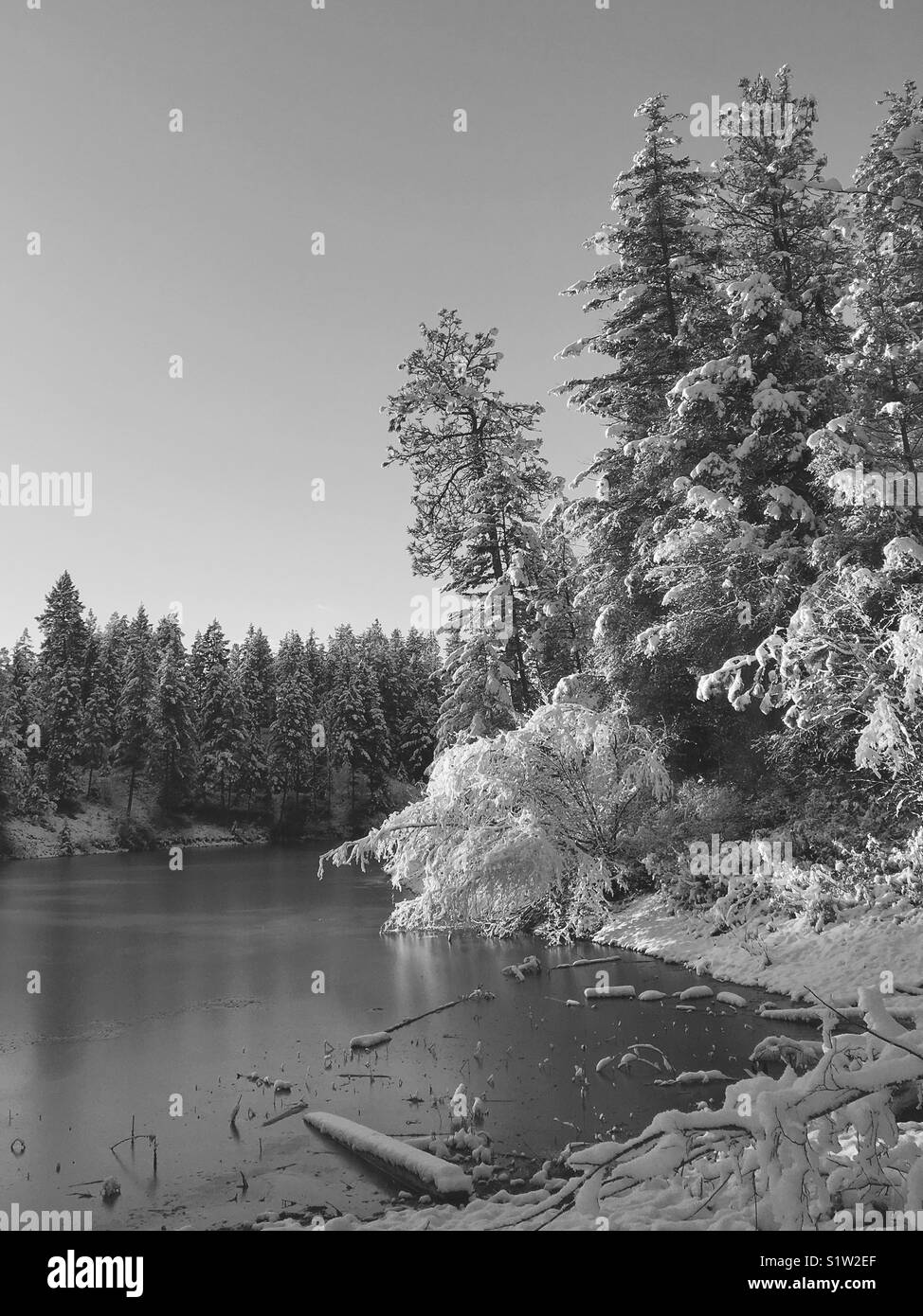 Bright sunny winter scene of snow covered evergreen trees leaning over frozen lake. Black and white. - Smartphone Captured Stock Image