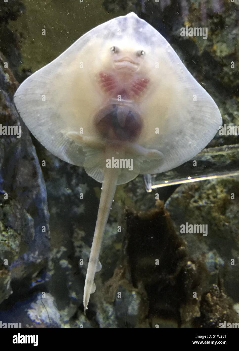 Baby stingray hi-res stock photography and images - Alamy