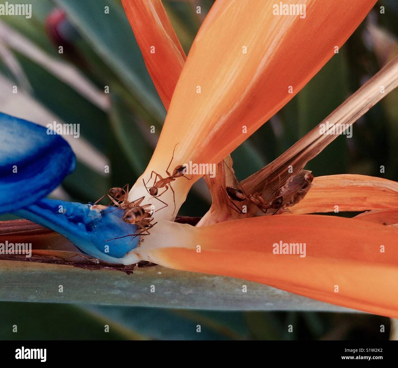 Ants on bird of paradise flower Stock Photo