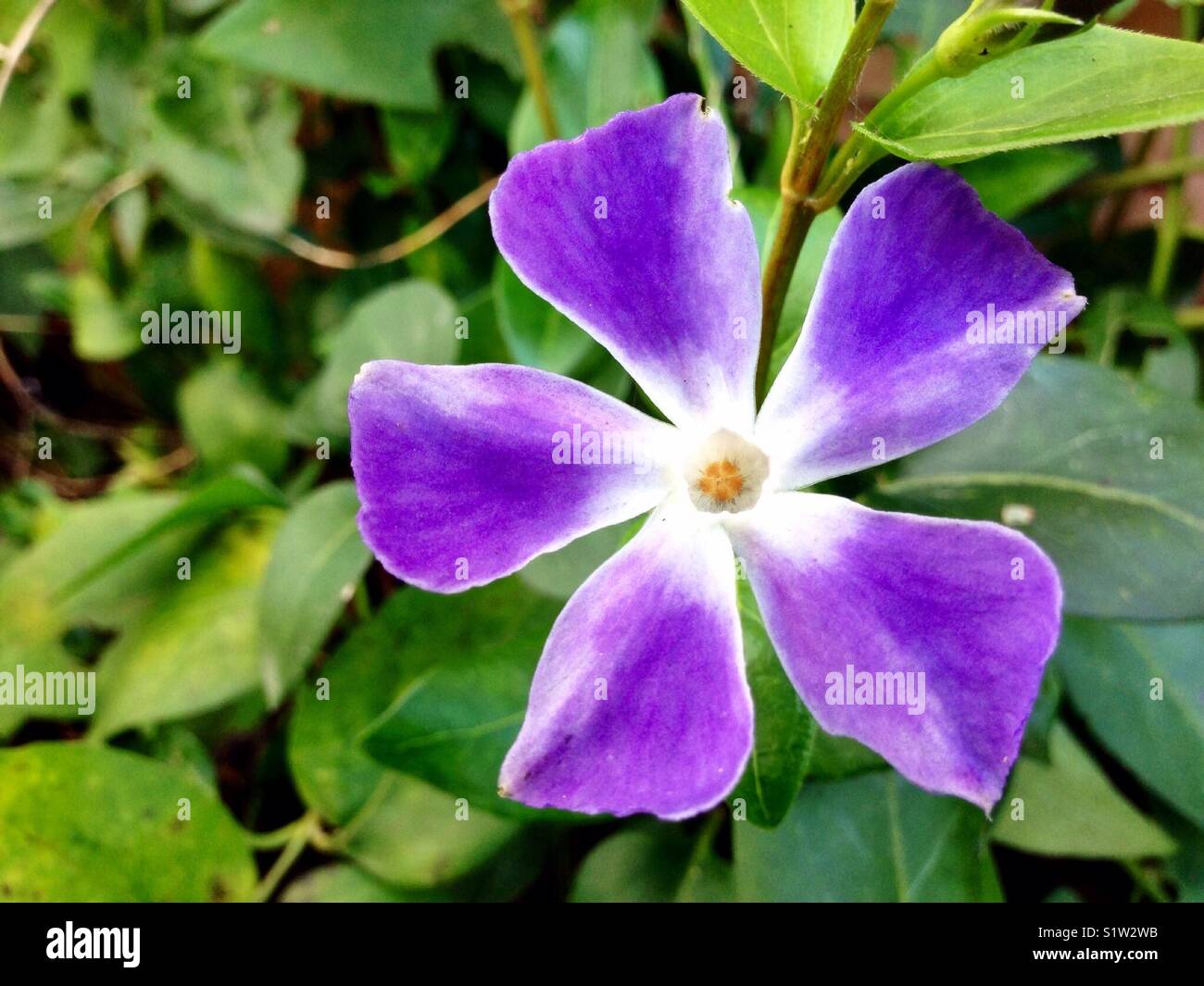 Periwinkle flower hires stock photography and images Alamy