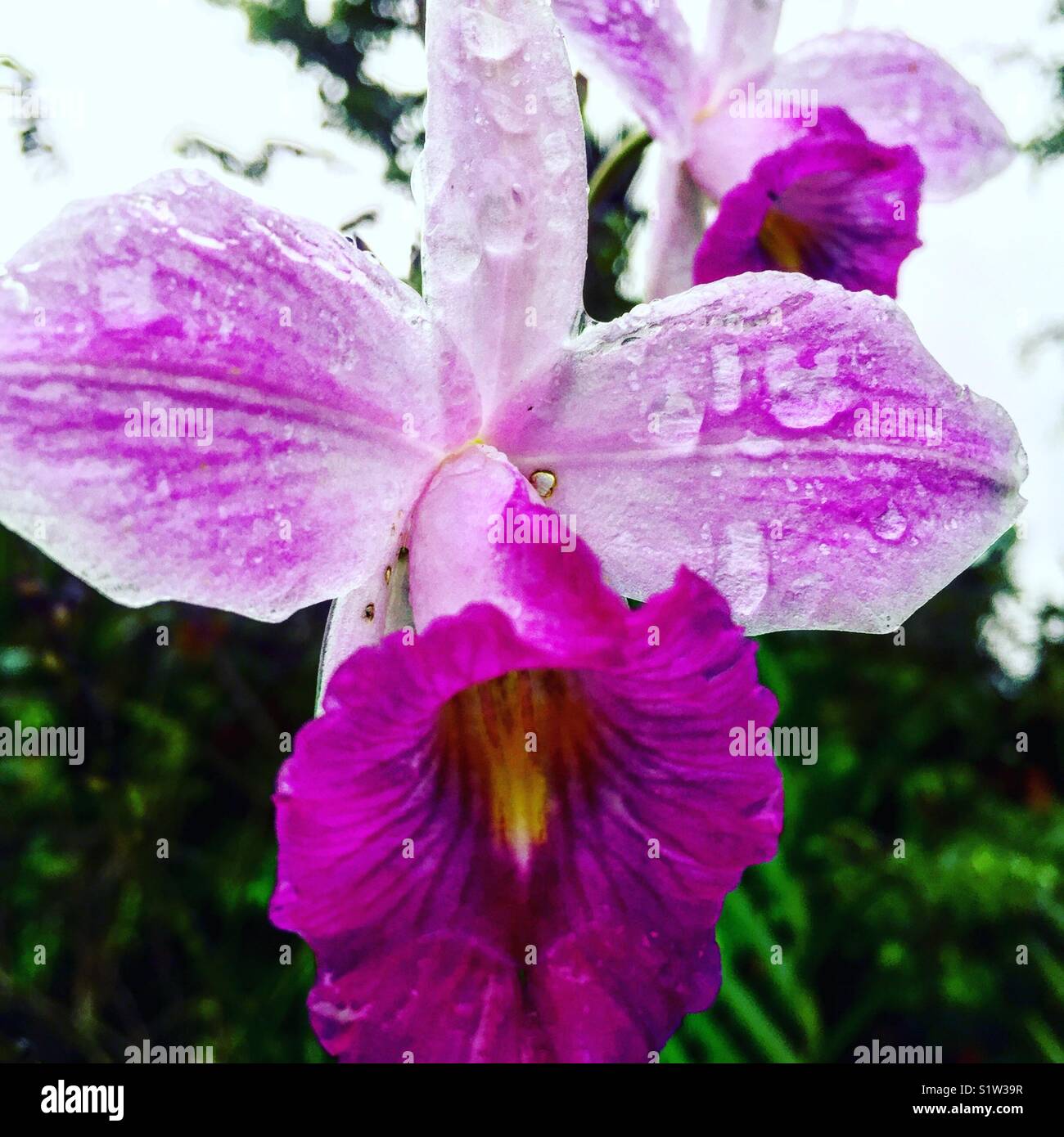 Fortuna 3 3 hi-res stock photography and images - Alamy