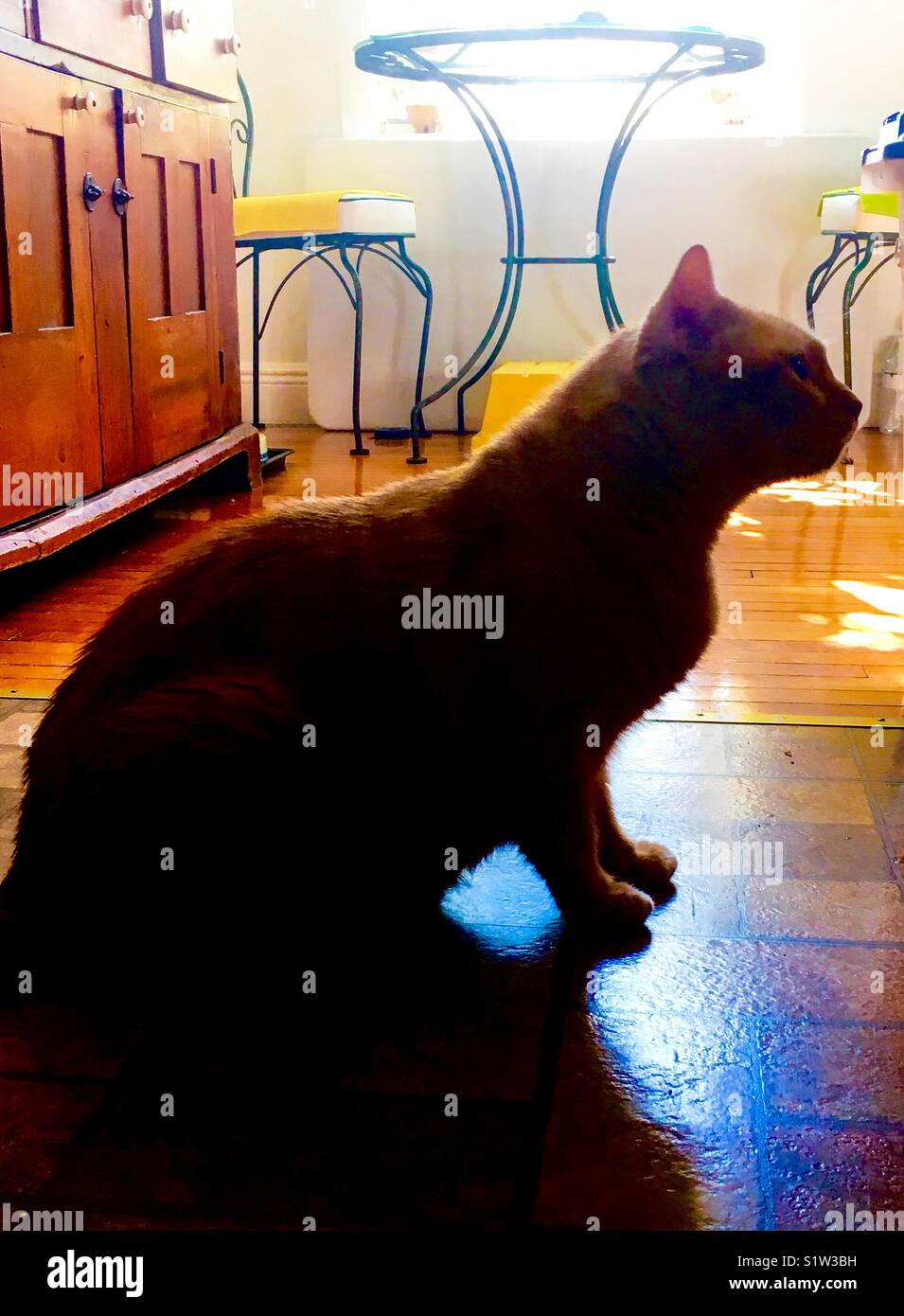 Ginger cat - Smartphone Captured Stock Image