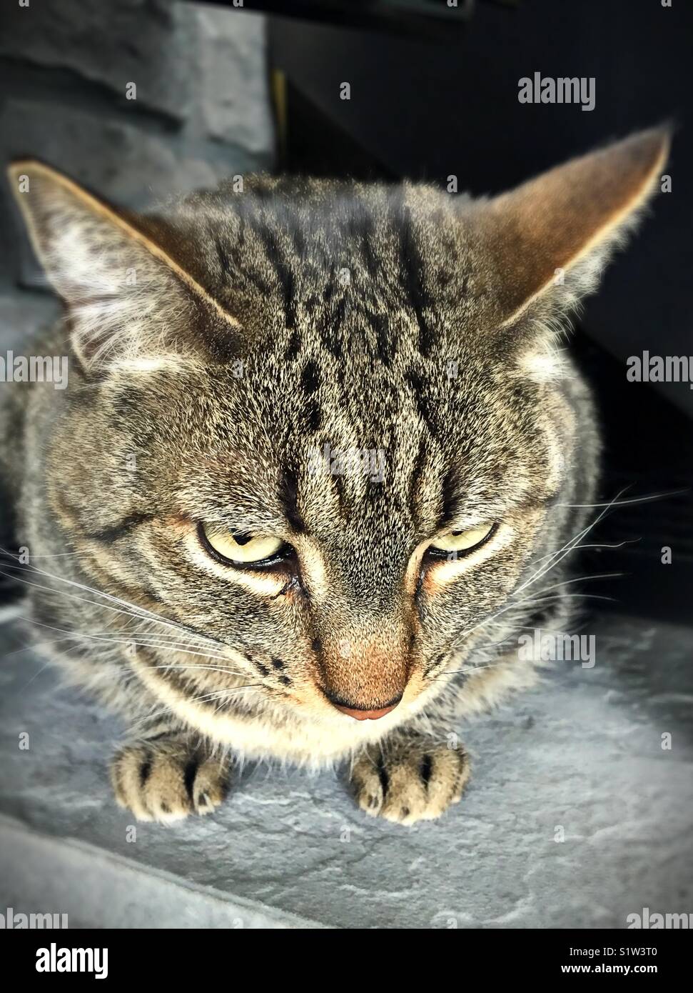 An angry looking cat that looks like an owl Stock Photo Alamy