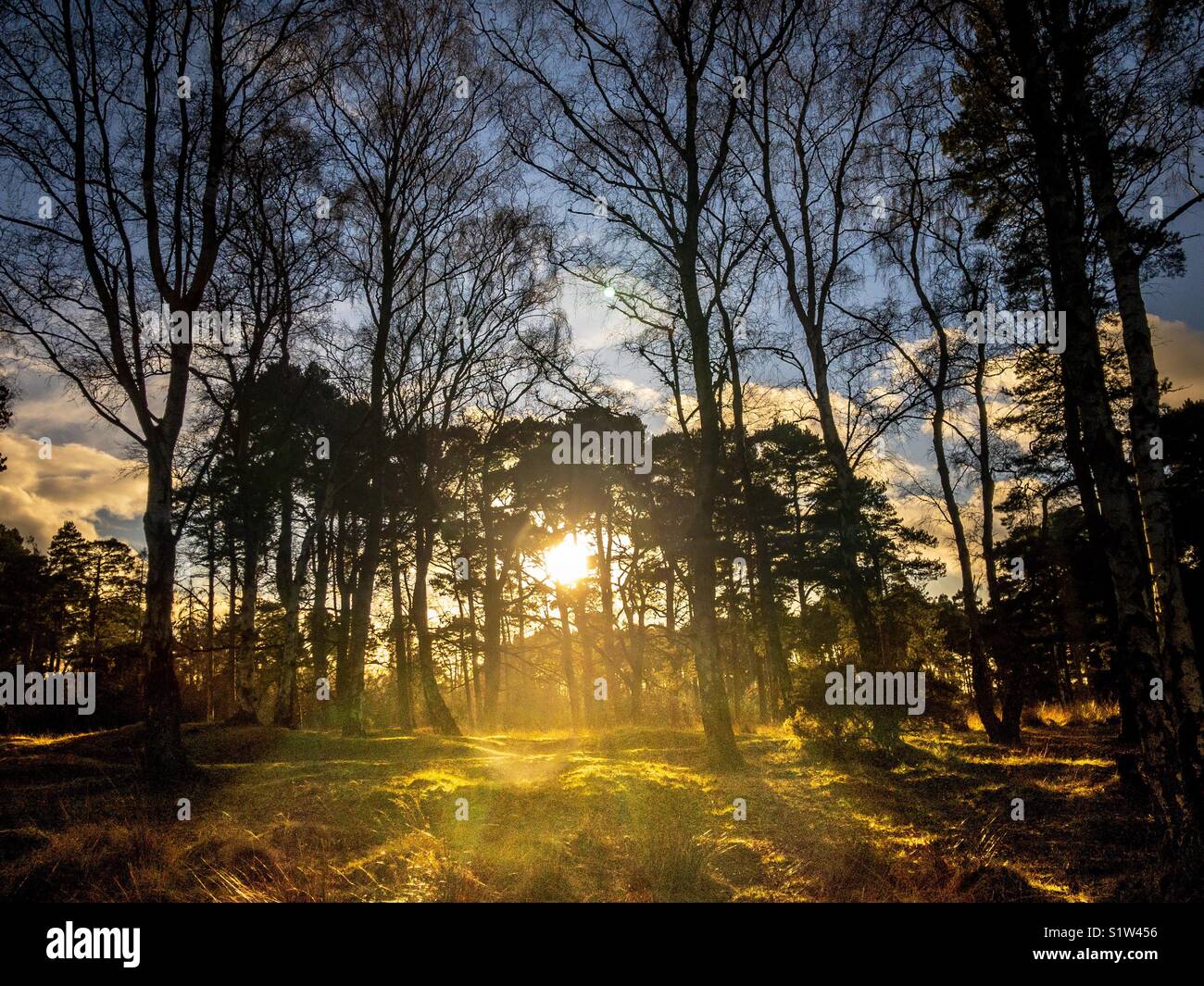 Winter sun shining through trees - Smartphone Captured Stock Image