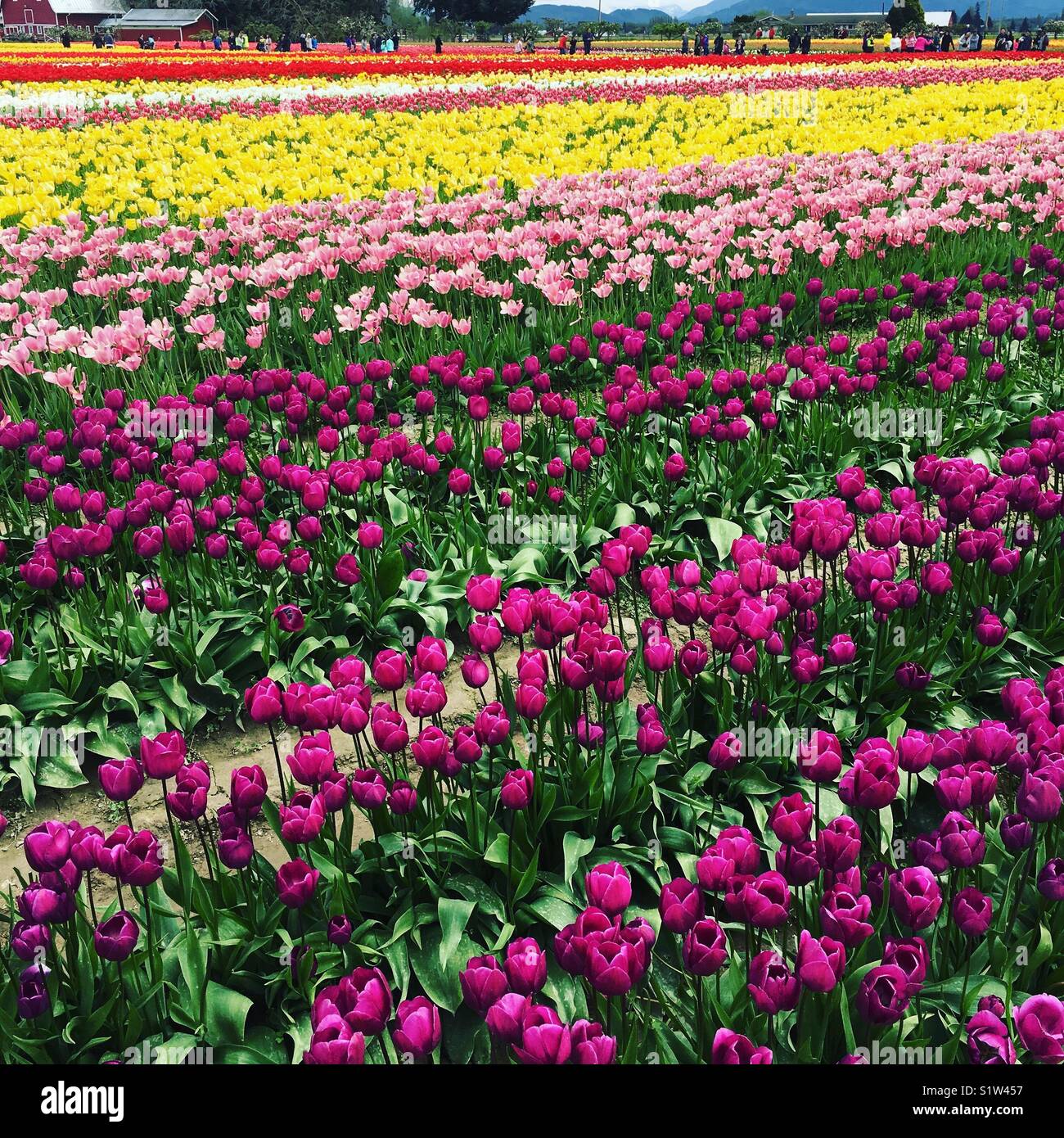 Skagit Valley Tulips Stock Photo Alamy