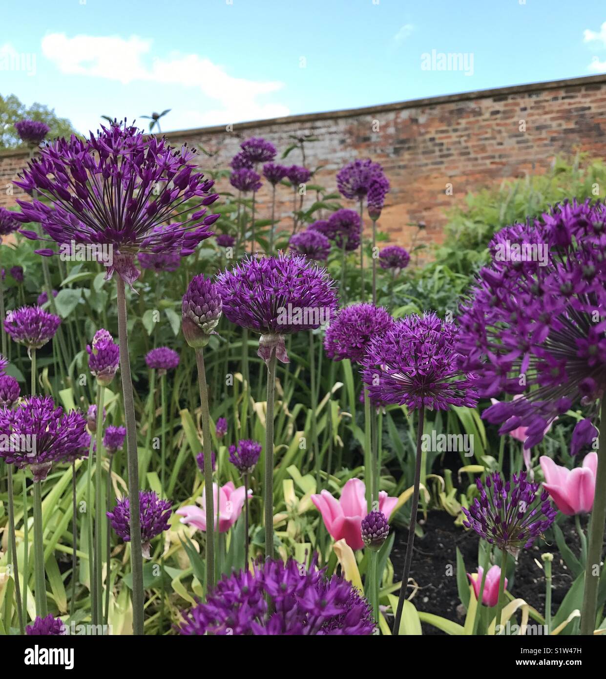 Allium flowers in English walled garden Stock Photo