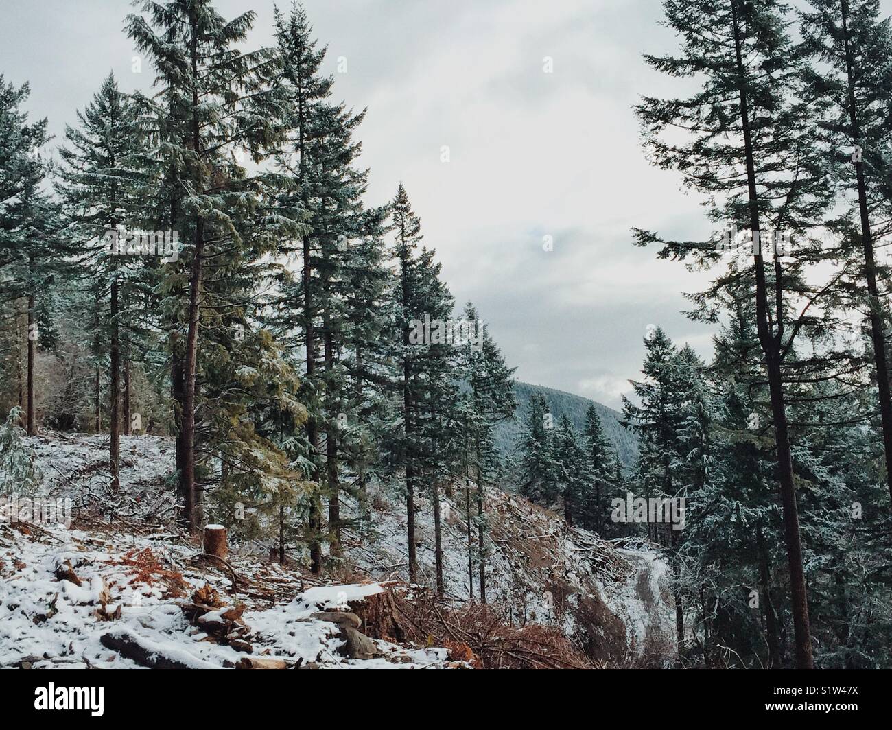 First dusting of snow in Pacific Northwest Stock Photo