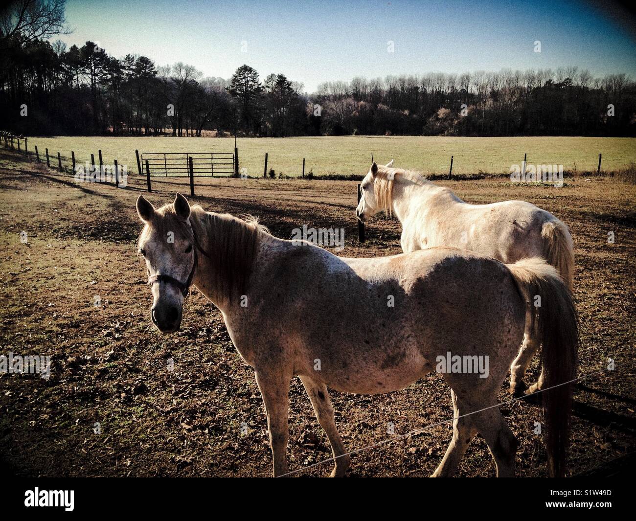 After the mud roll - Smartphone Captured Stock Image