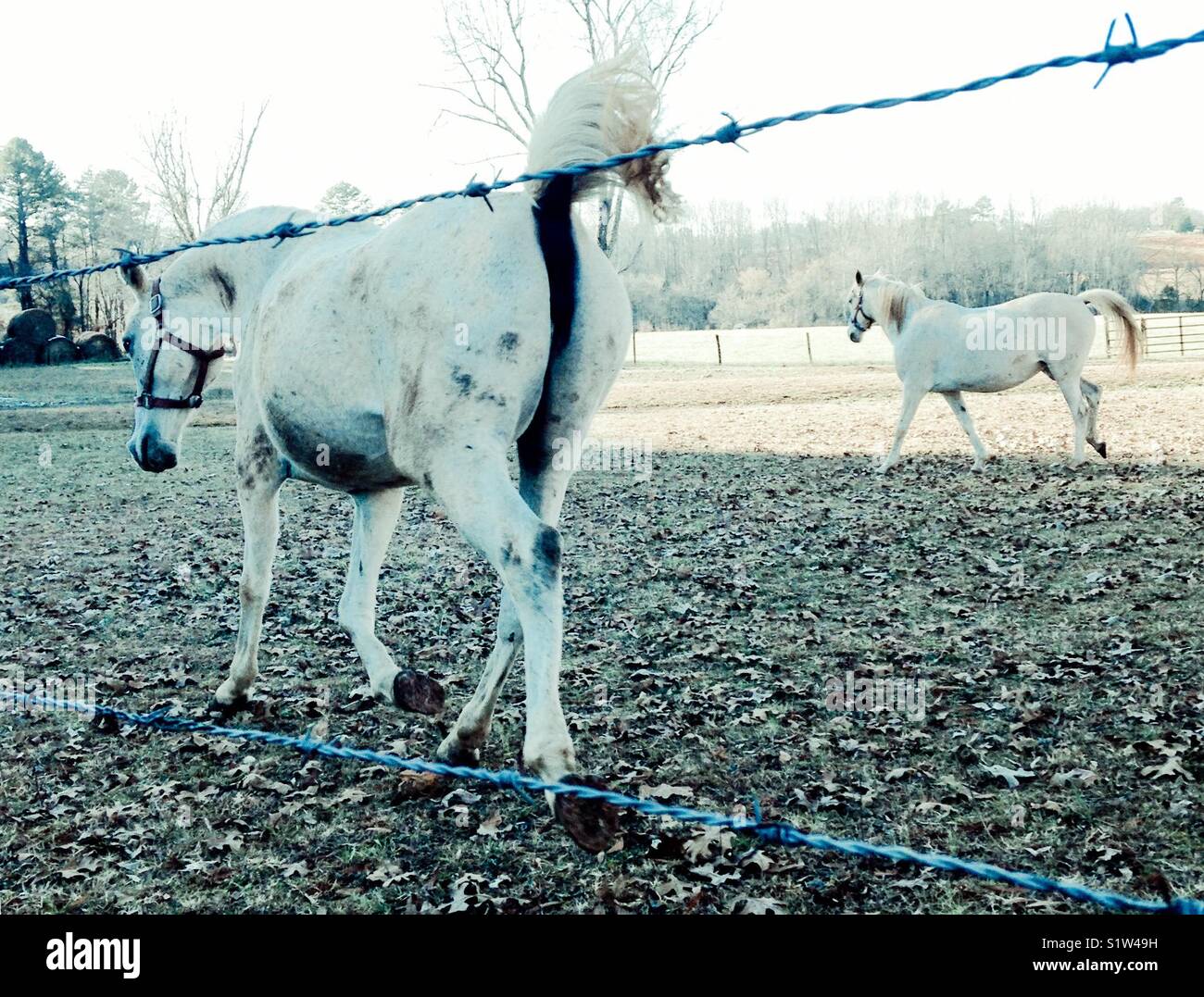 Frolic - Smartphone Captured Stock Image