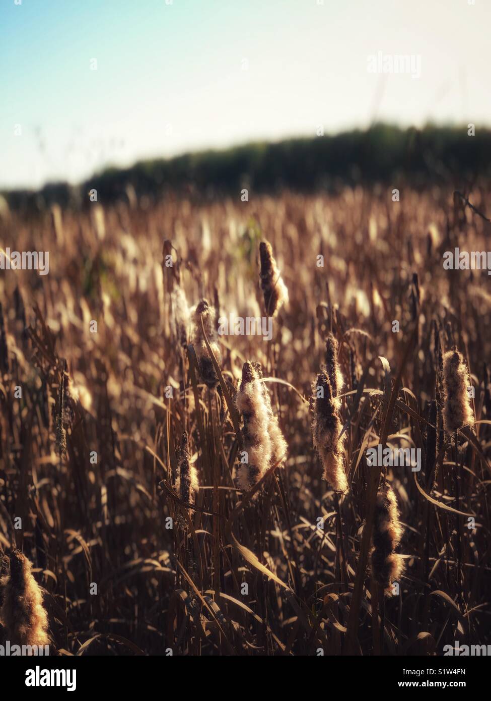 Cattails - Smartphone Captured Stock Image