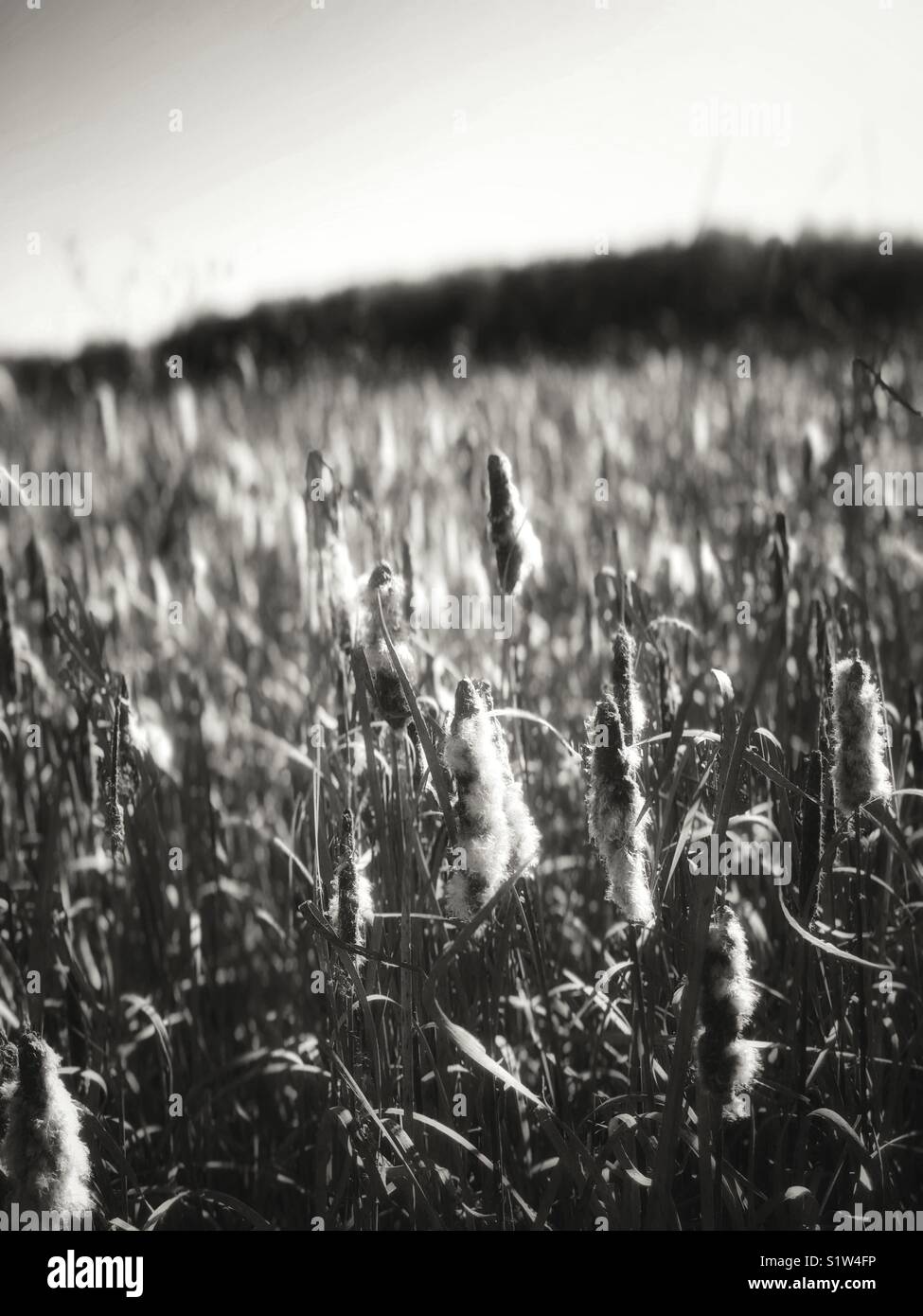 Cattails in black and white - Smartphone Captured Stock Image