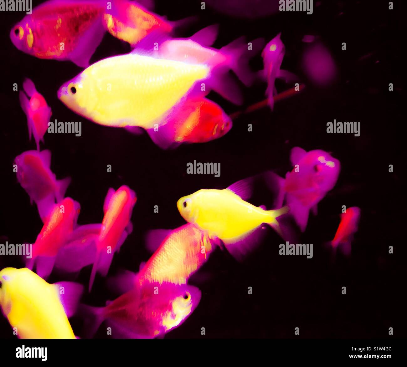 Neon aquarium fish Stock Photo