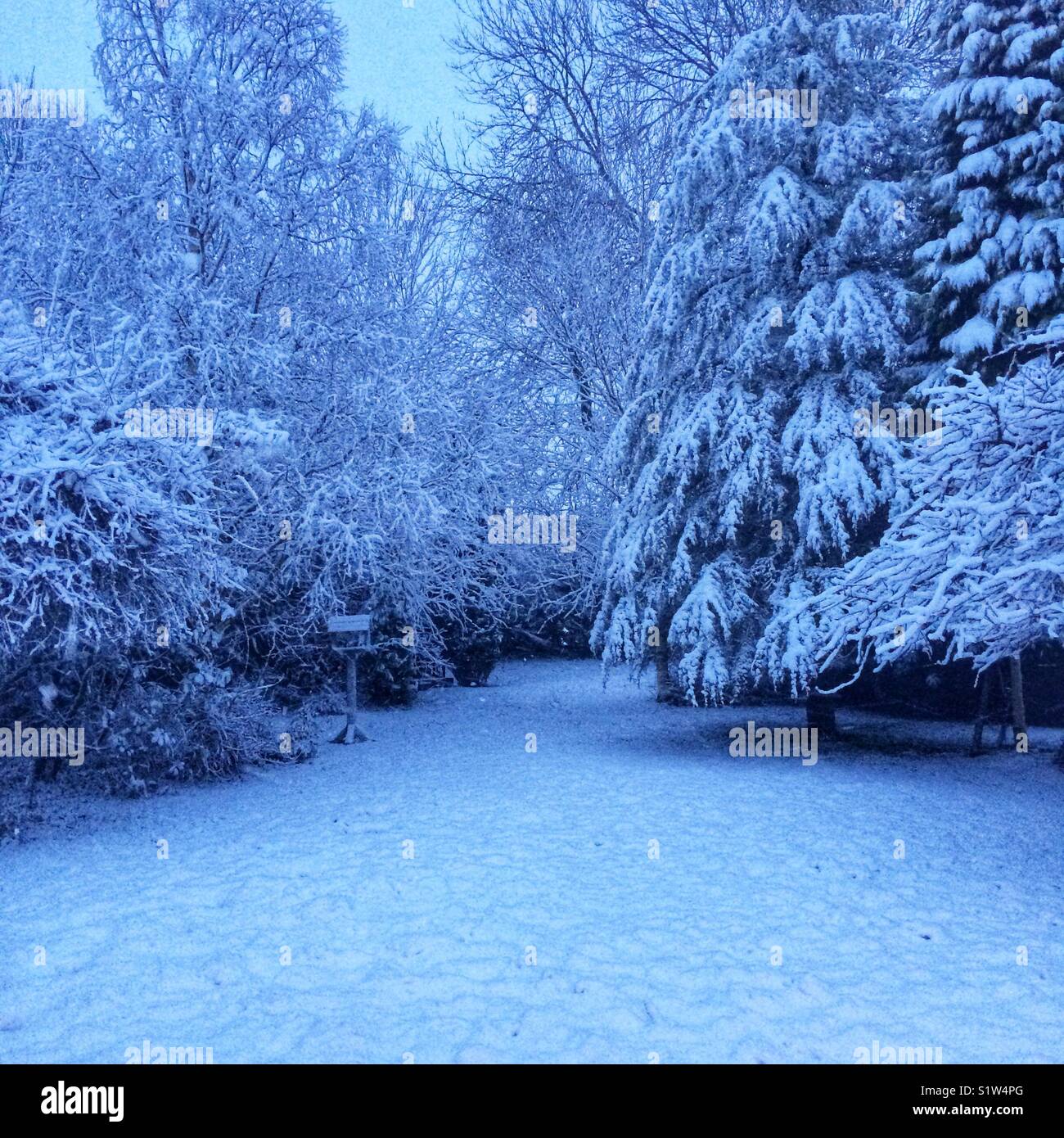 Snow covered garden, Hampshire, England, United Kingdom. - Smartphone Captured Stock Image