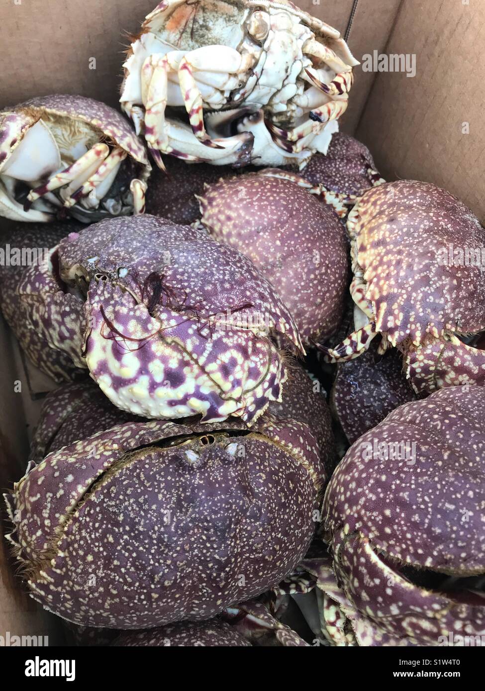 Calappa Box crabs Stock Photo