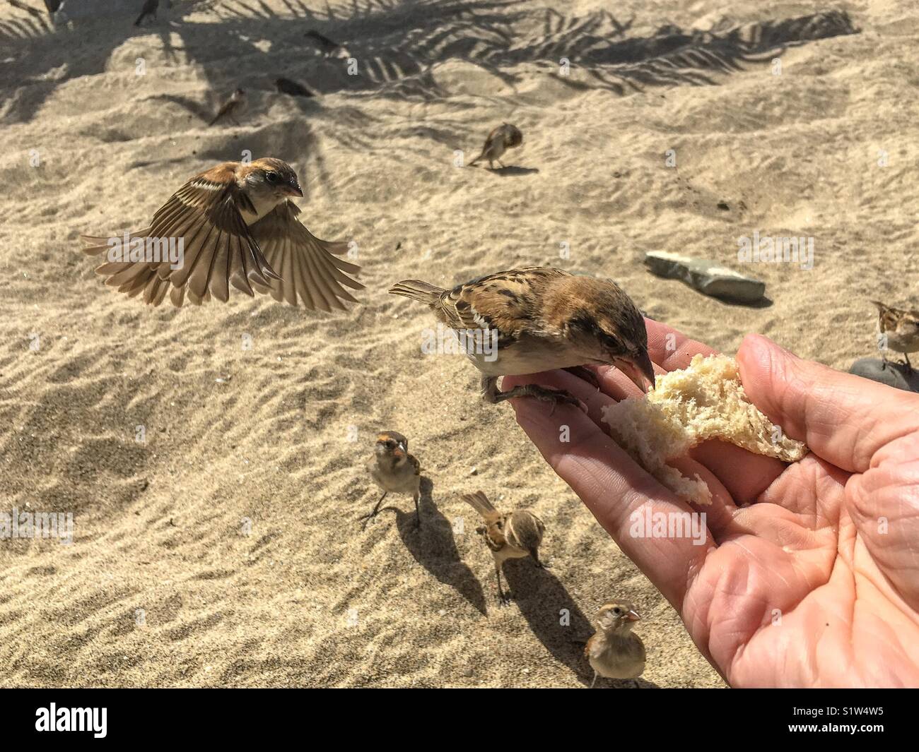 Sparrow in flight with out stretched wings to bread - Smartphone Captured Stock Image