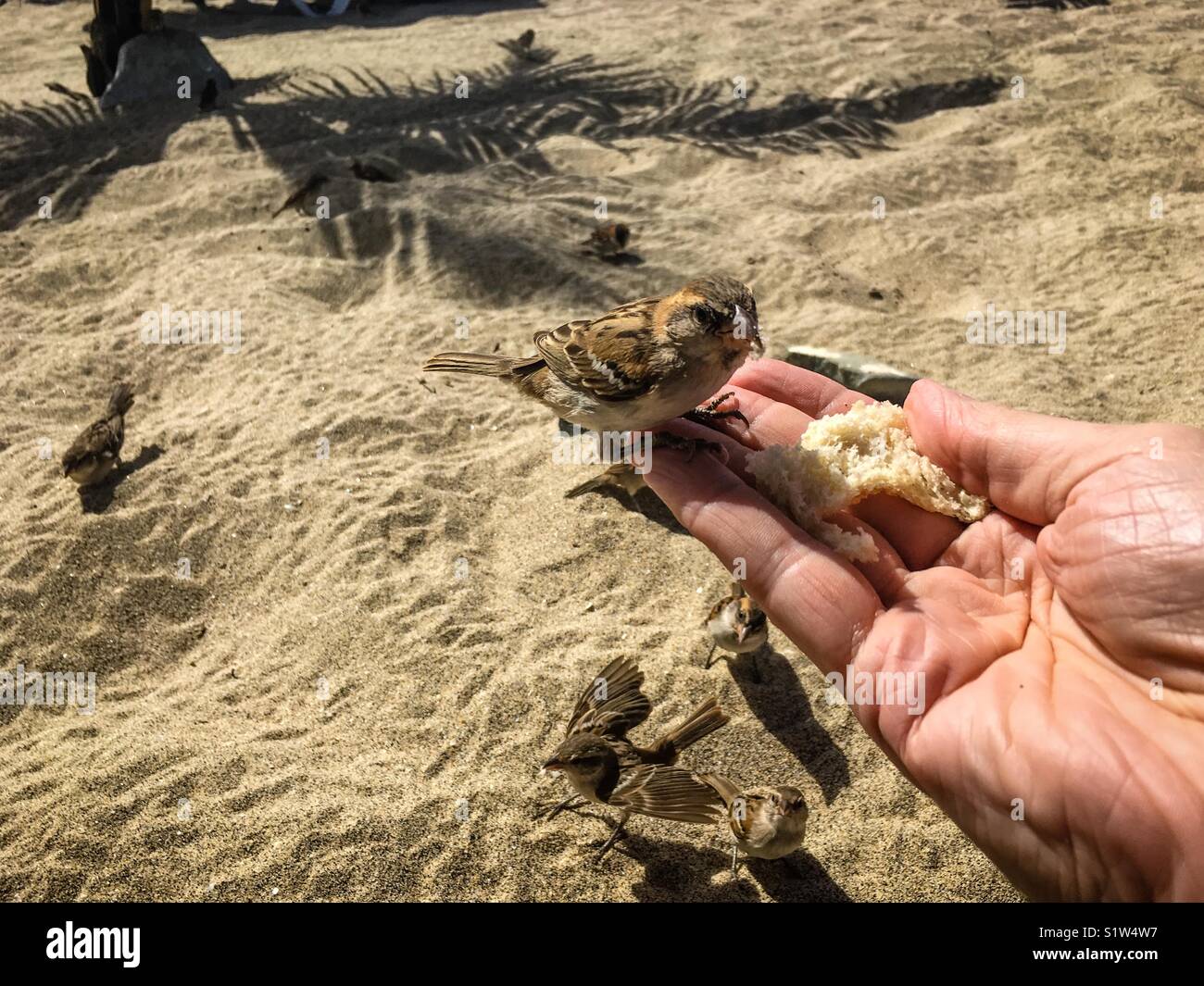 Sparrow perched on hand - Smartphone Captured Stock Image