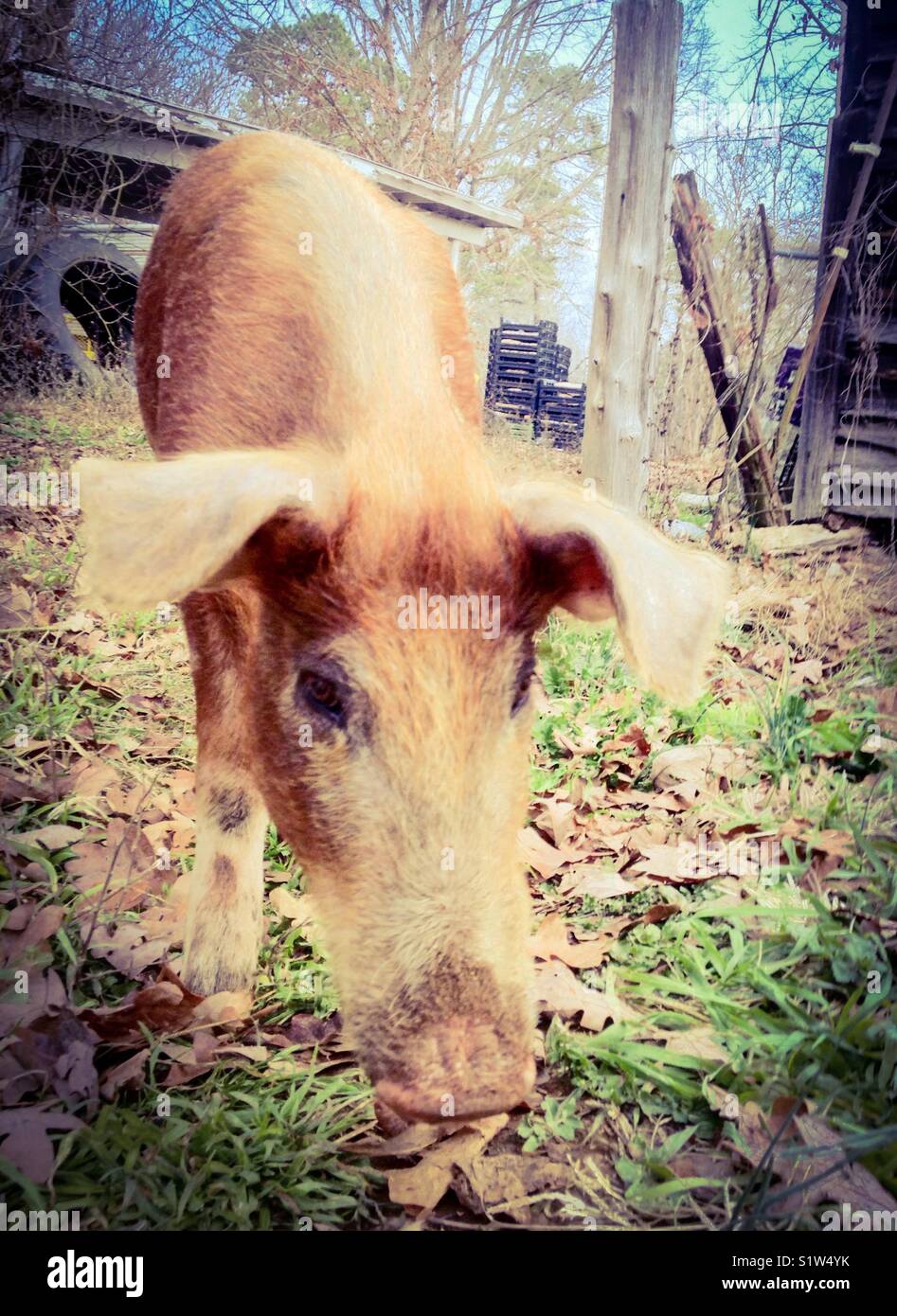 Pig rooting hires stock photography and images Alamy