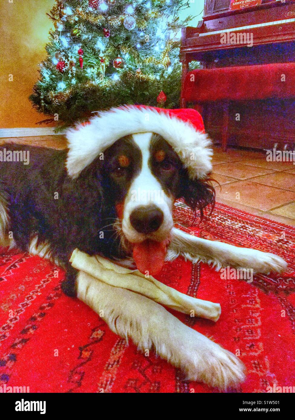 An English Springer Spaniel dog receives a bone for Christmas - Smartphone Captured Stock Image