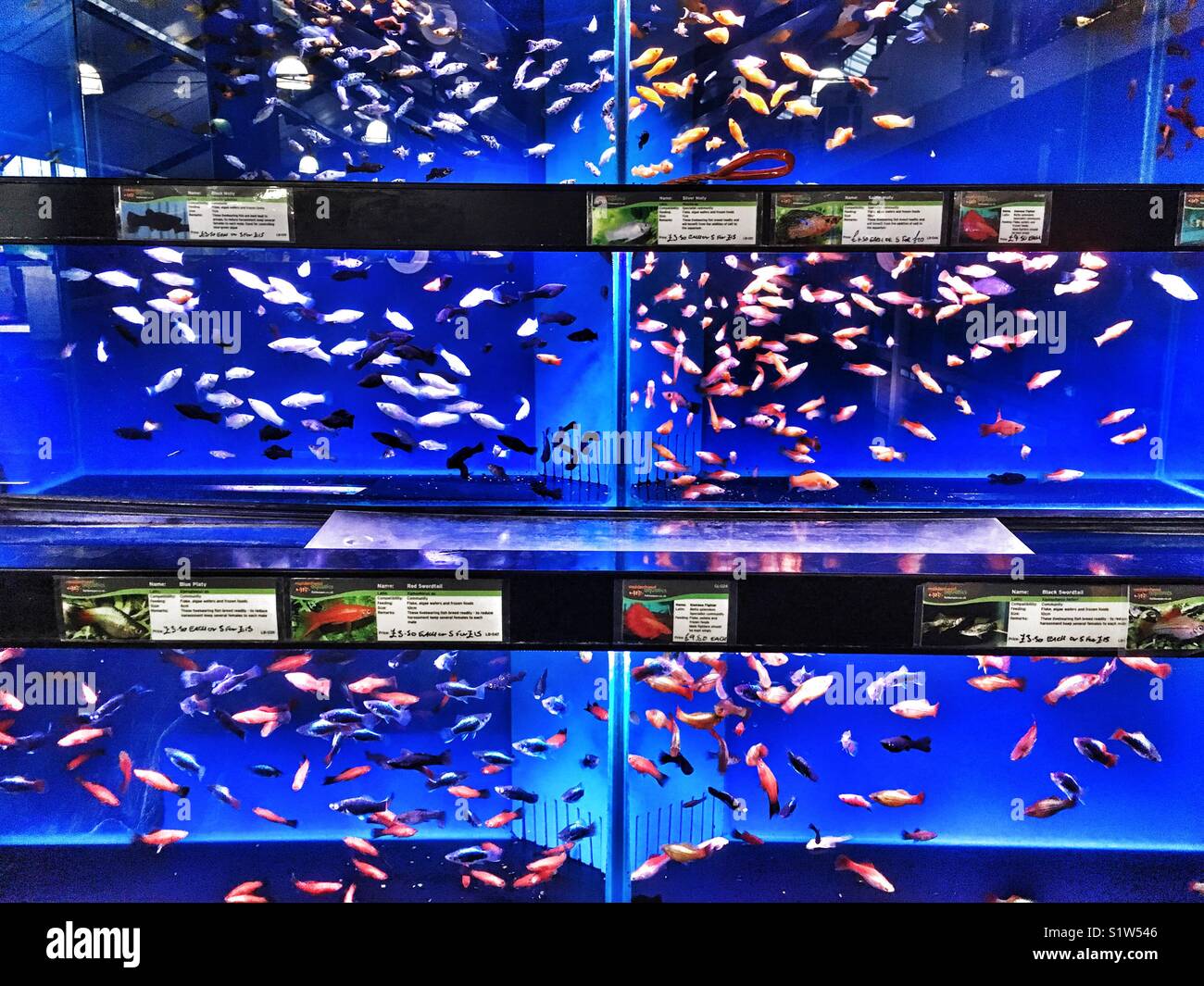 Heated fish tanks hires stock photography and images Alamy