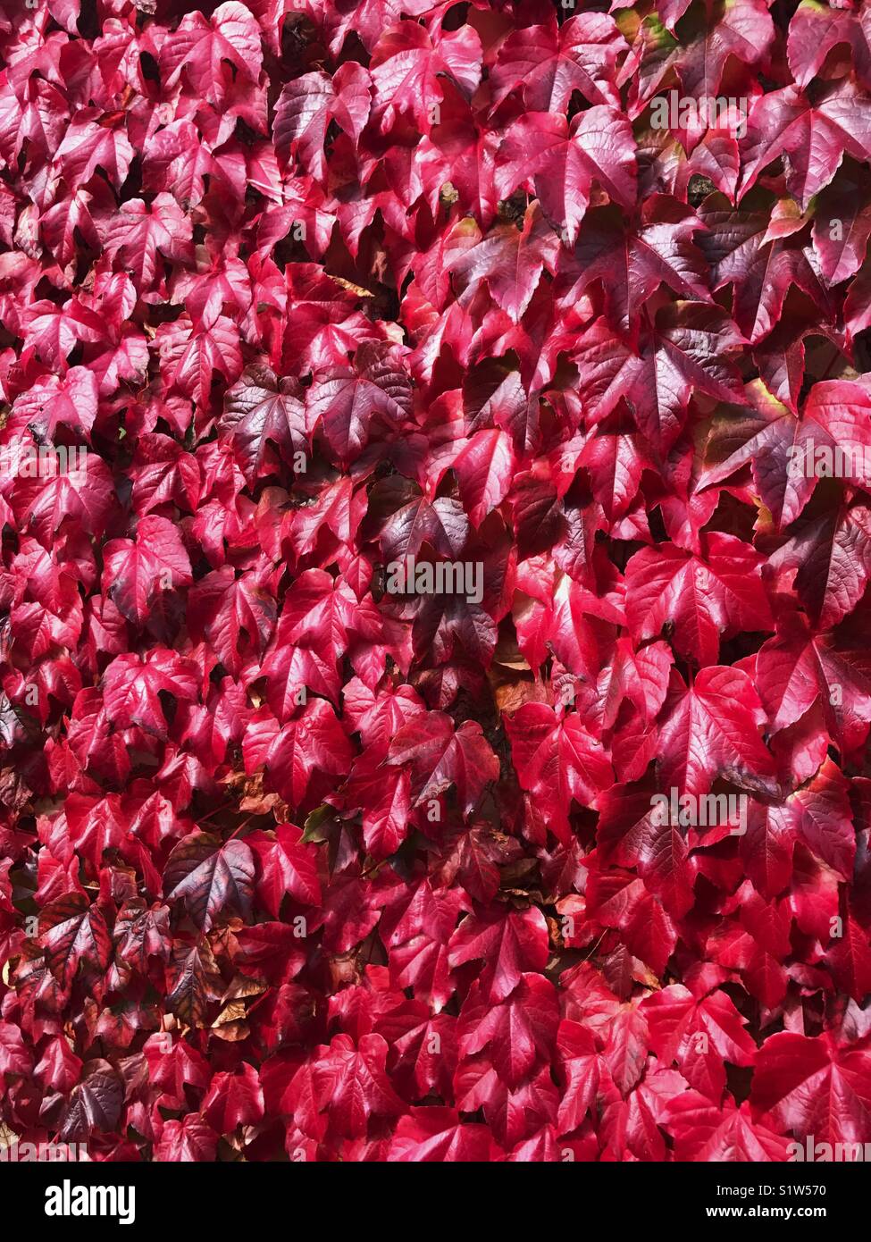 Invasive creeper hires stock photography and images Alamy