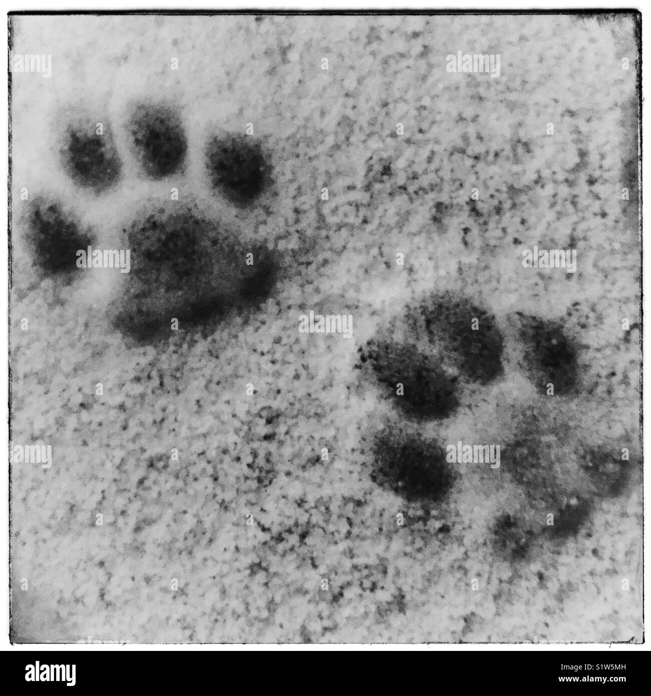 Cat paws in the snow Stock Photo Alamy