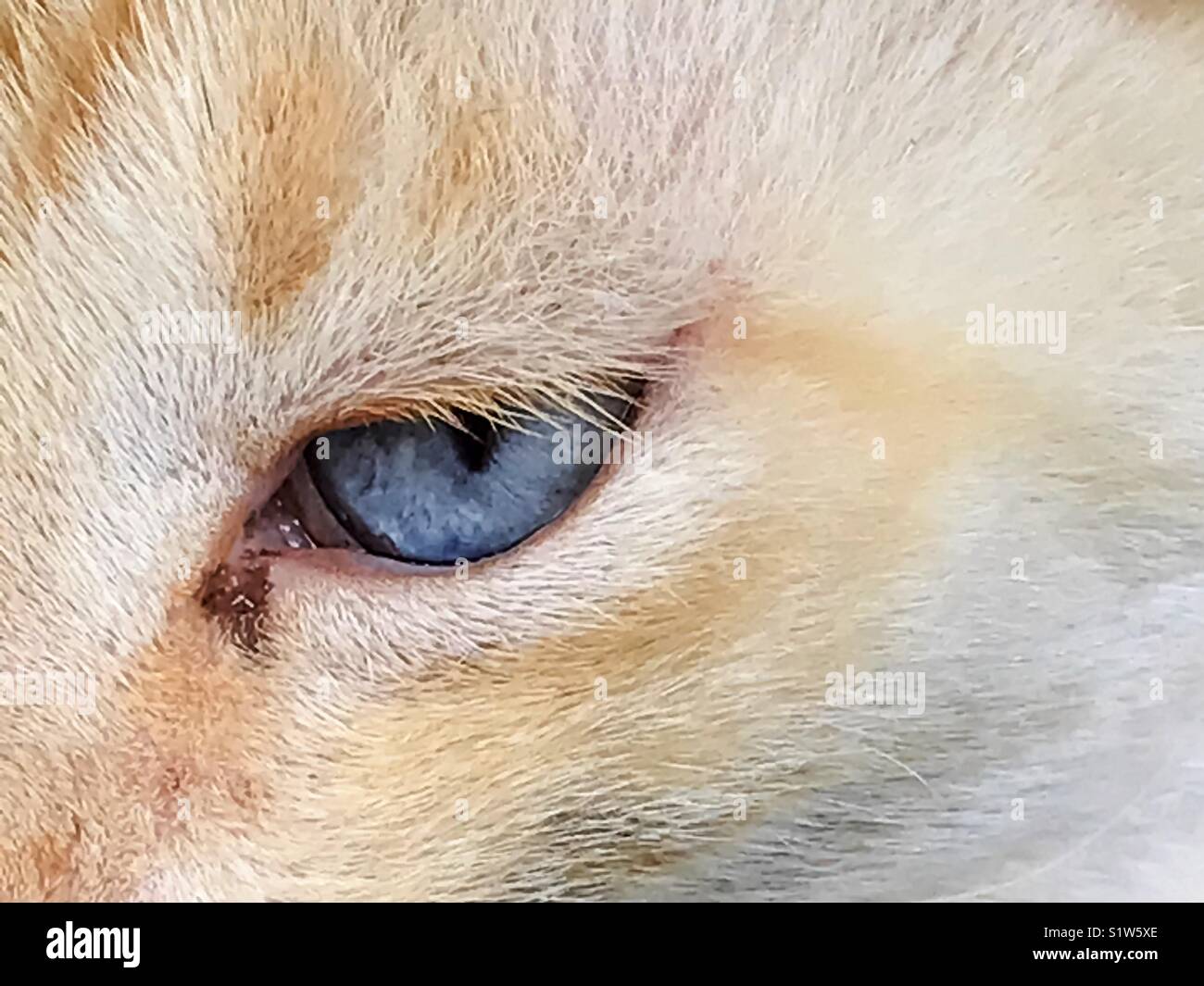 Cat’s blue eye in macro shot - Smartphone Captured Stock Image