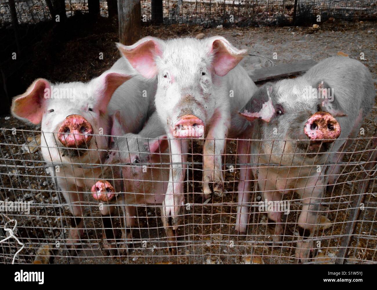 Piggy greetings - Smartphone Captured Stock Image