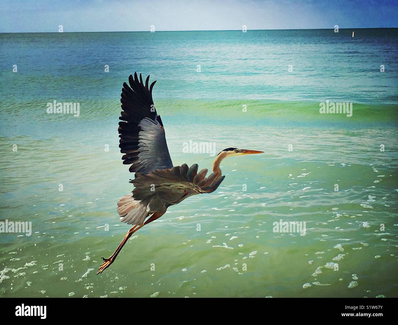 Blue heron in flight - Smartphone Captured Stock Image