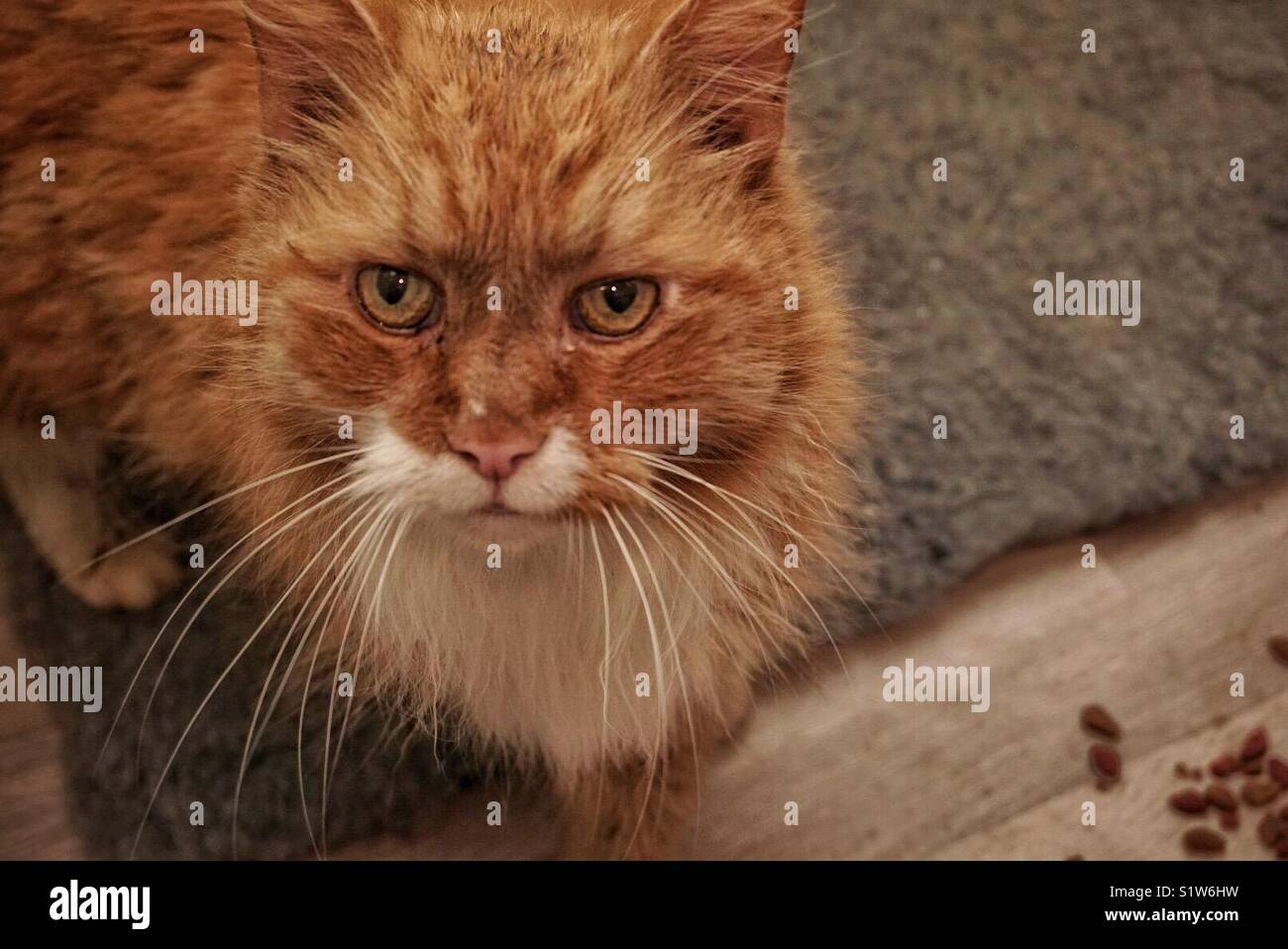 Ginger cat with food Stock Photo Alamy