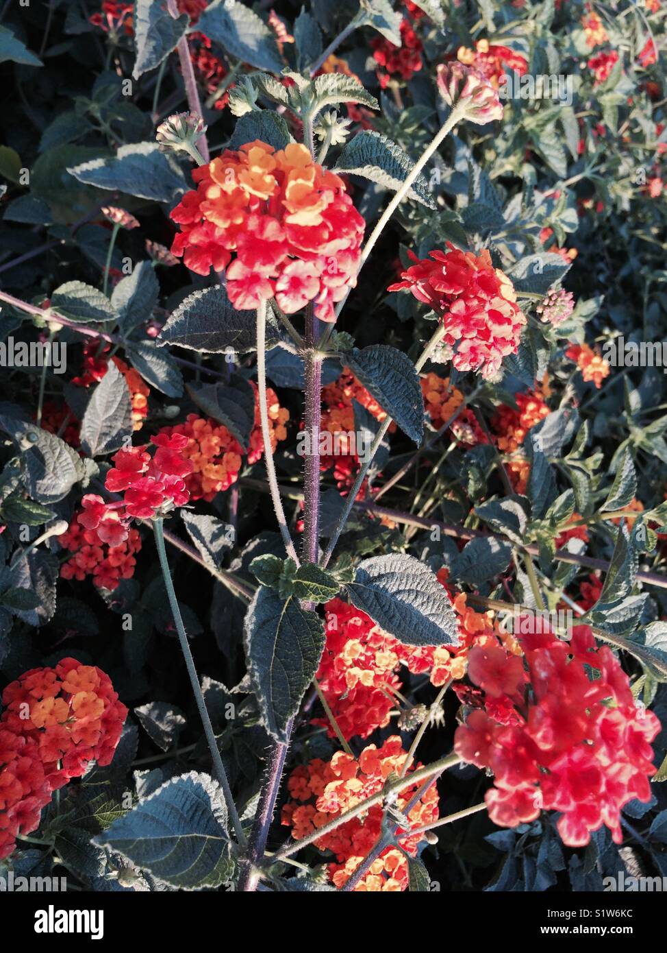 Red orange flowers - Smartphone Captured Stock Image