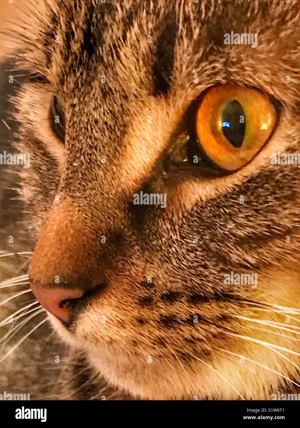 Cats eye close up hires stock photography and images Alamy