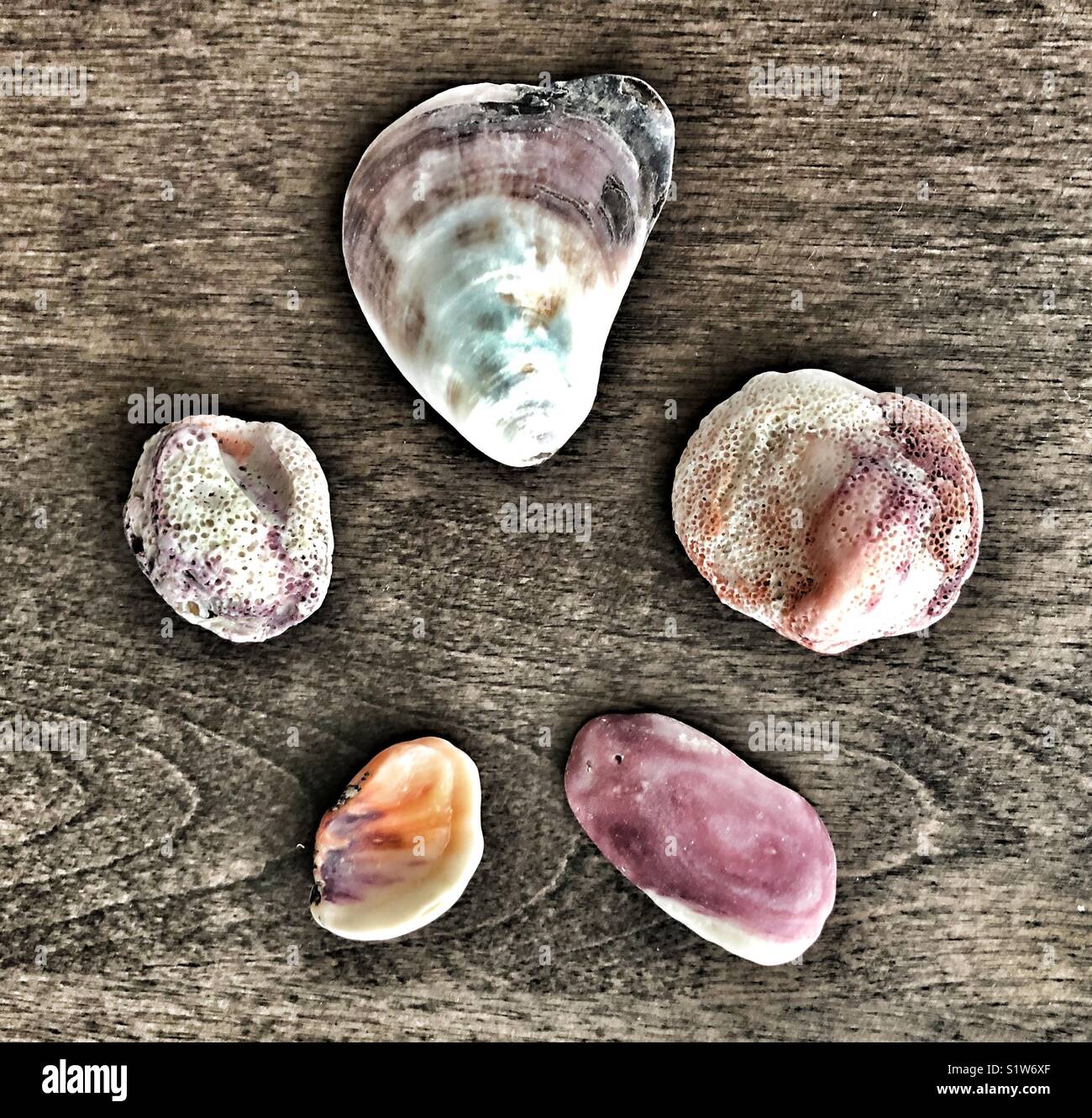 Seashells form a star Stock Photo Alamy