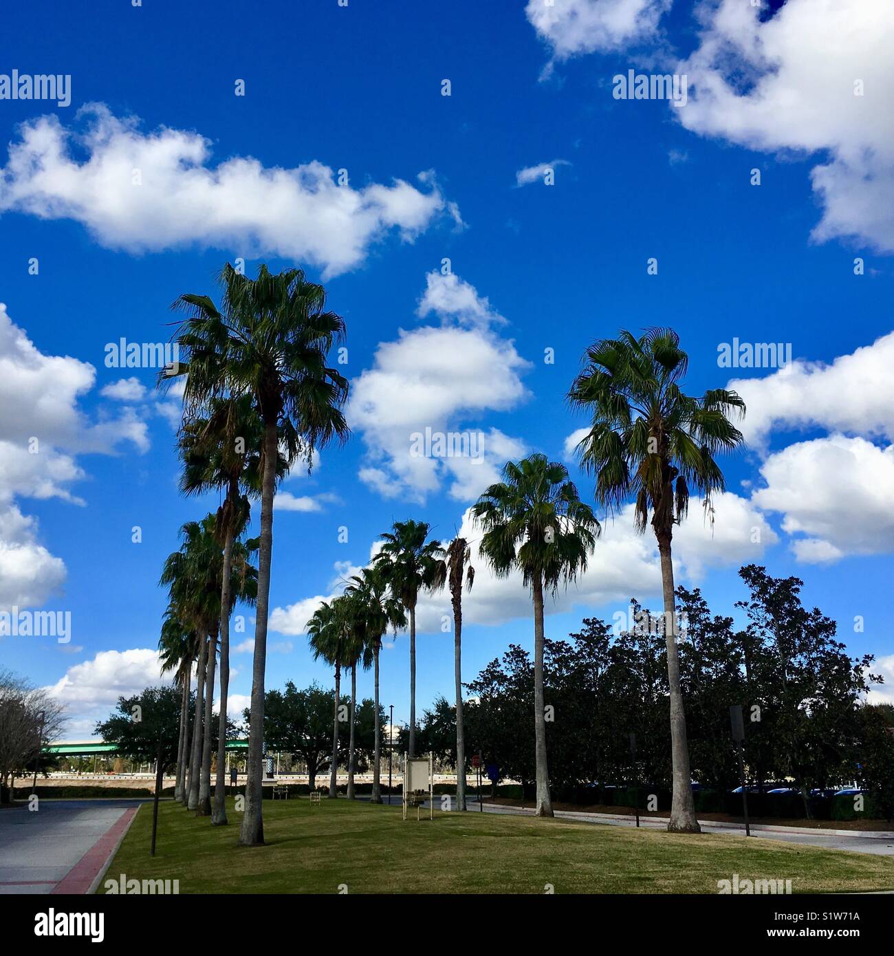 Palm trees in Orlando Stock Photo Alamy