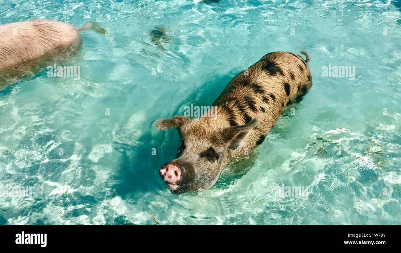 Swimming pig in the Exuma Islands, Bahamas Stock Photo