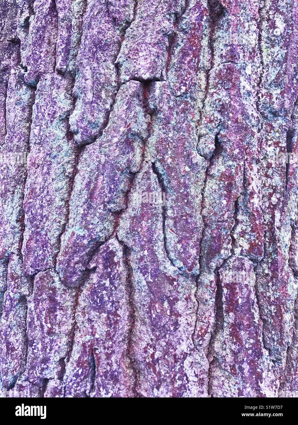 Tree bark with purple tones Stock Photo