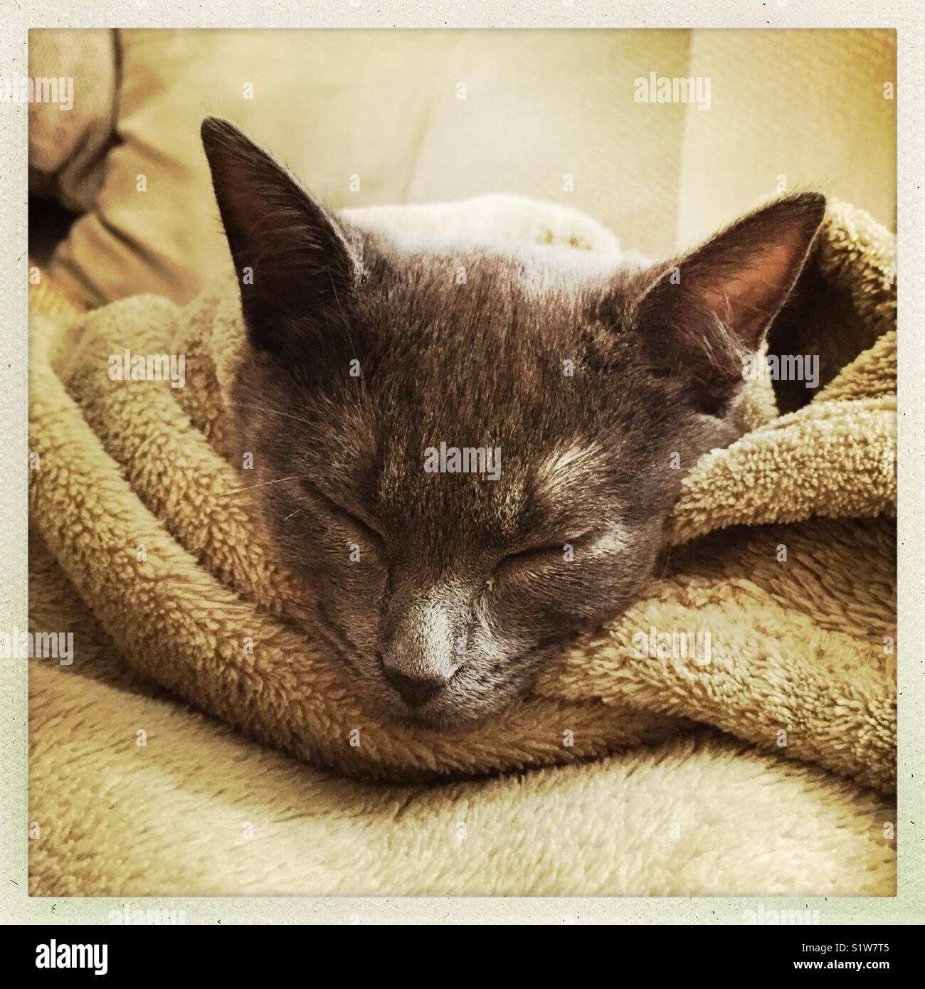 Sleeping Kitty cat in a soft blanket Stock Photo