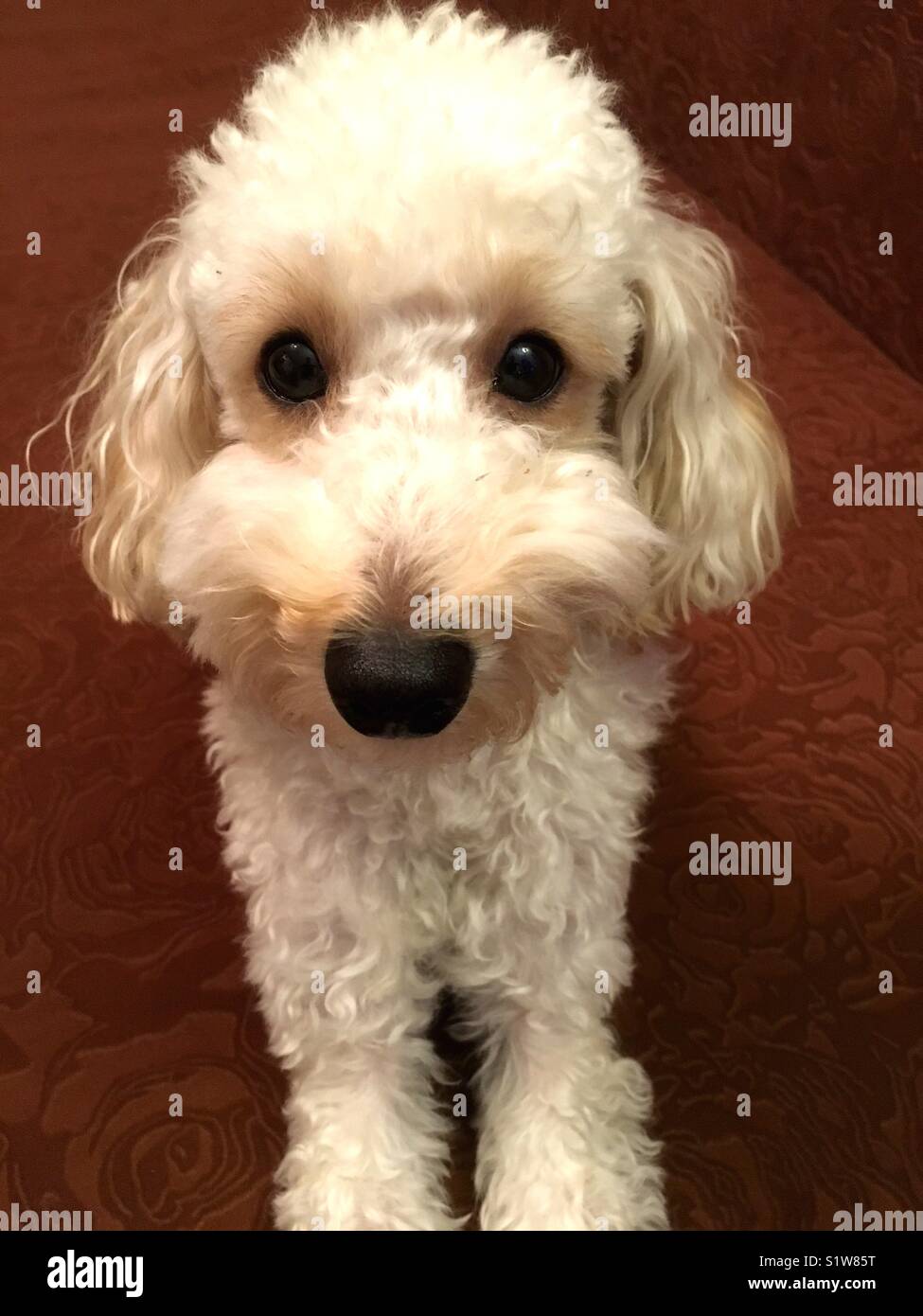 friendly look - Smartphone Captured Stock Image