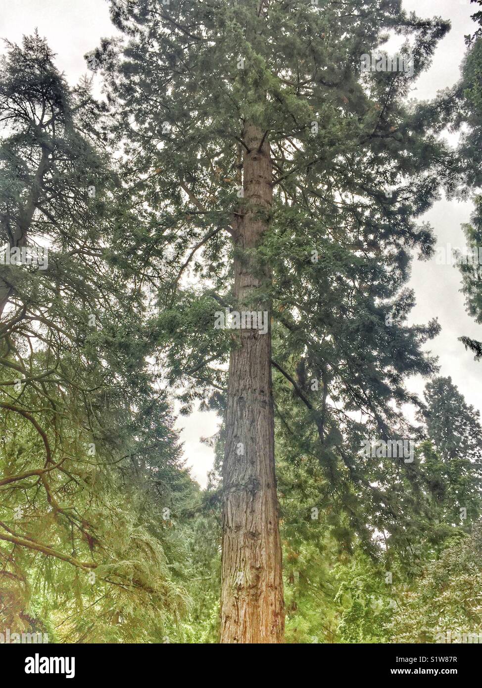 Large redwood tree growing in National Trust reserve in Wales
