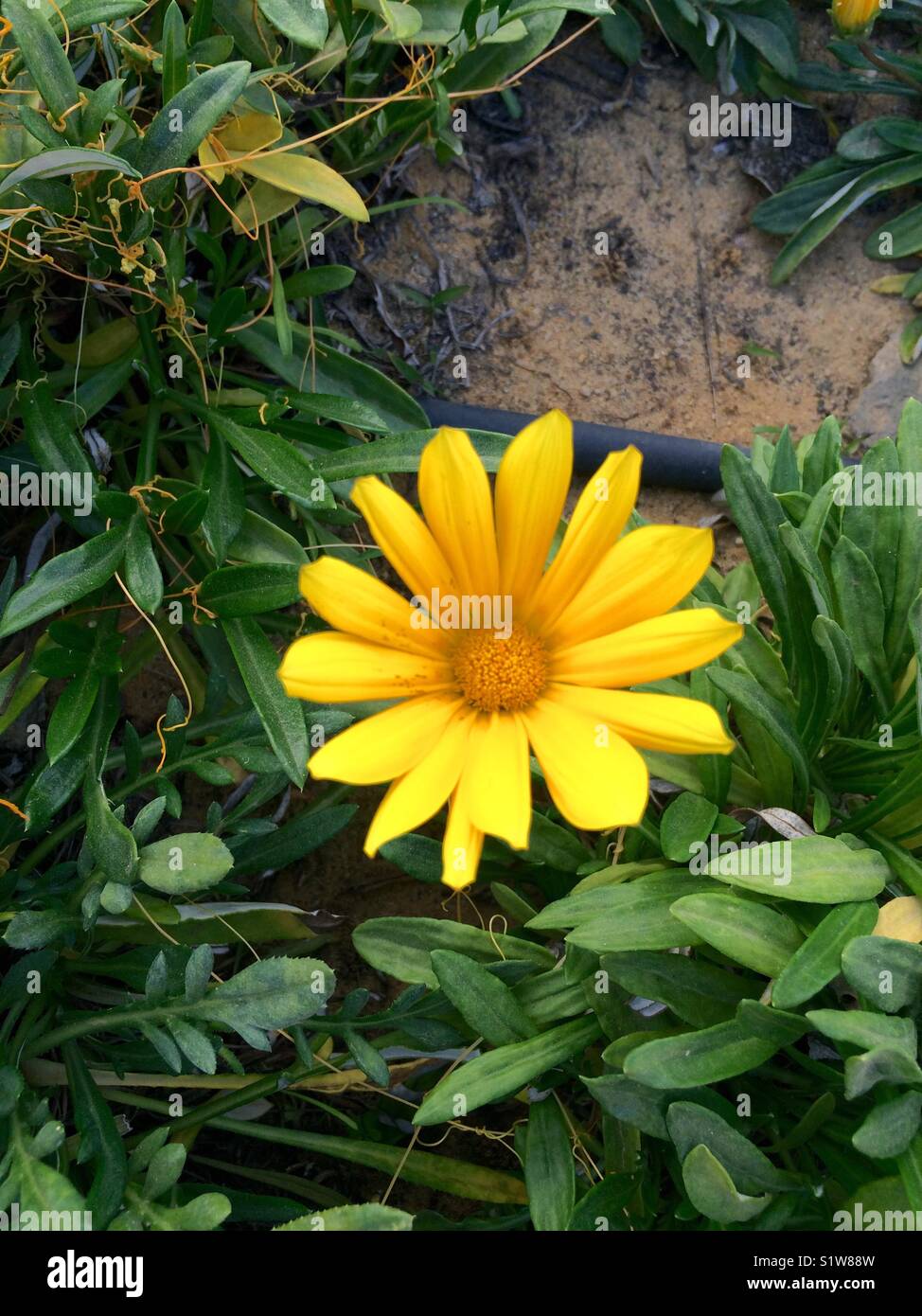 Yellow flower and green leafs - Smartphone Captured Stock Image