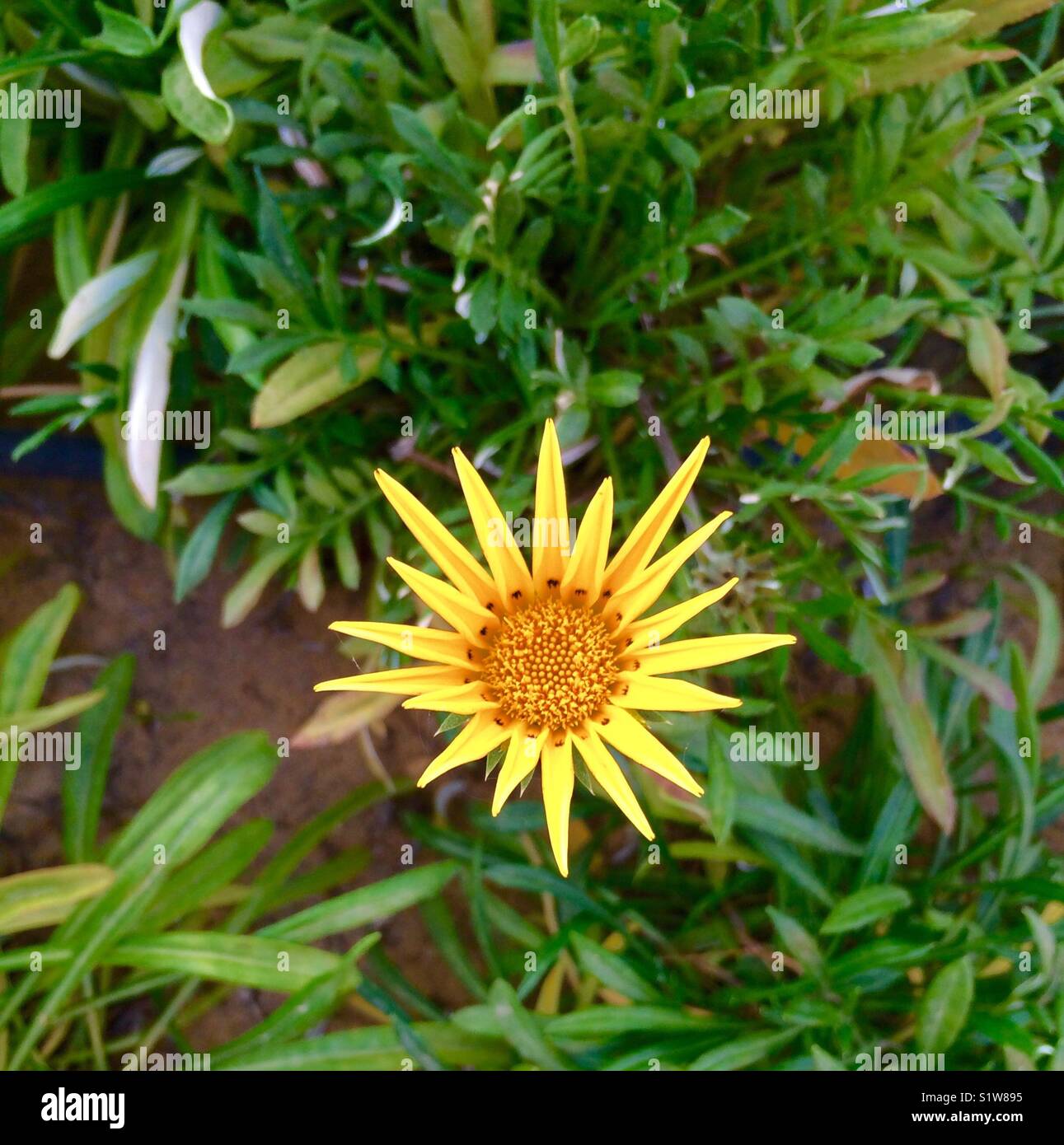 Yellow flower and green leafs on soil - Smartphone Captured Stock Image
