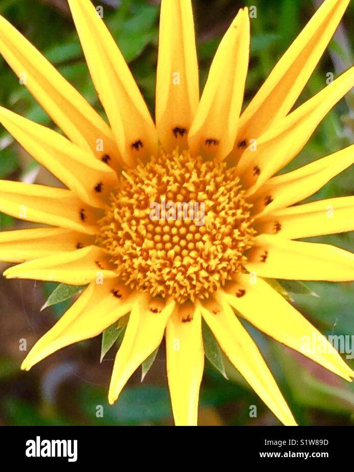 Zoom in yellow flower Stock Photo
