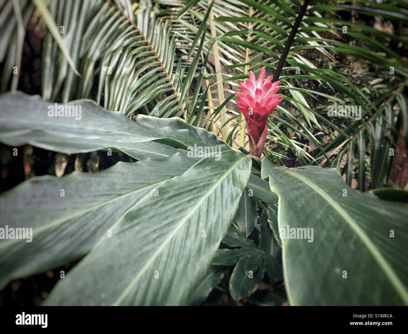 Torch ginger plant Stock Photo Alamy