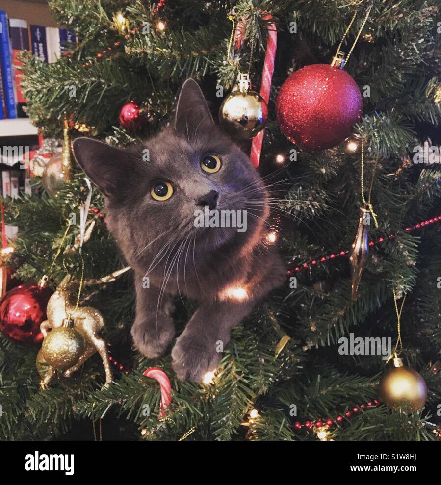 Grey cat in a Christmas tree looking innocent Stock Photo