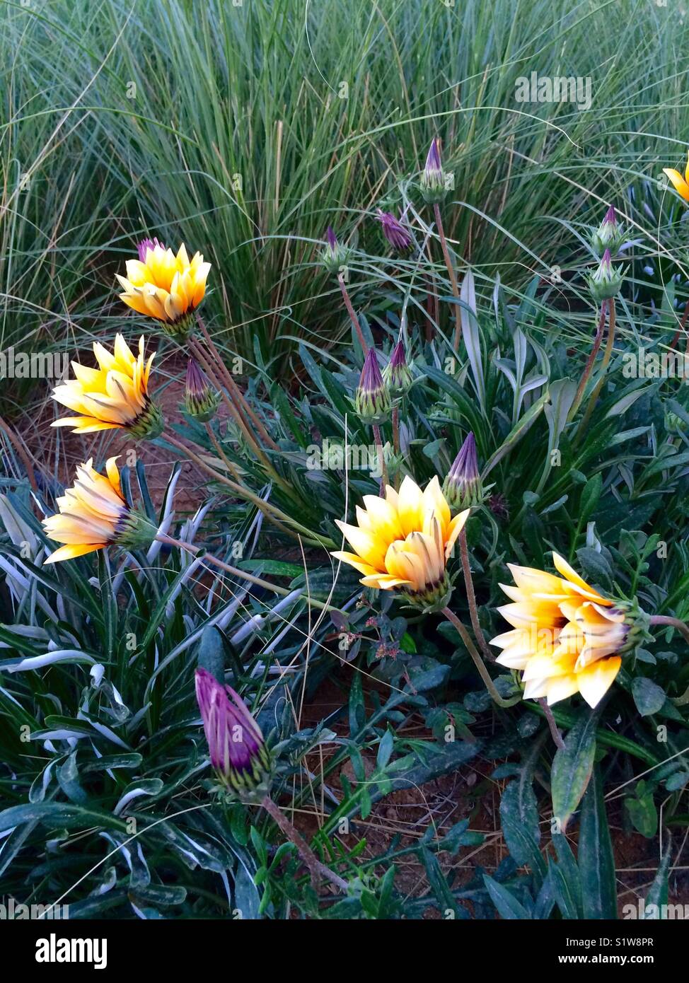 Yellow and purple opened and closed flowers - Smartphone Captured Stock Image