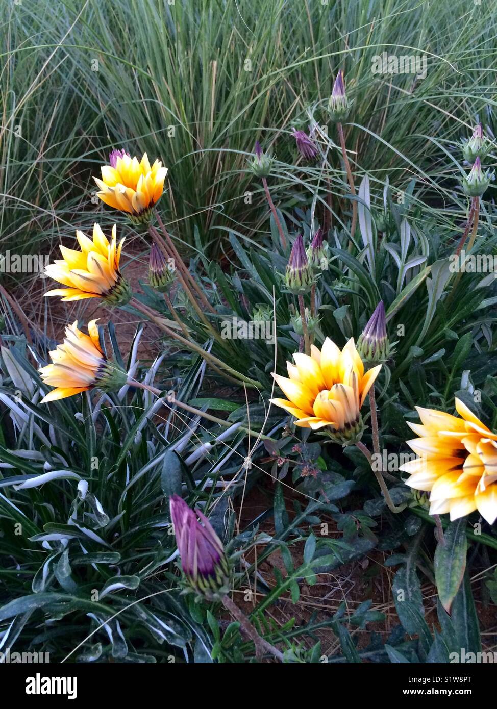 Opened and closed purple and yellow flowers - Smartphone Captured Stock Image