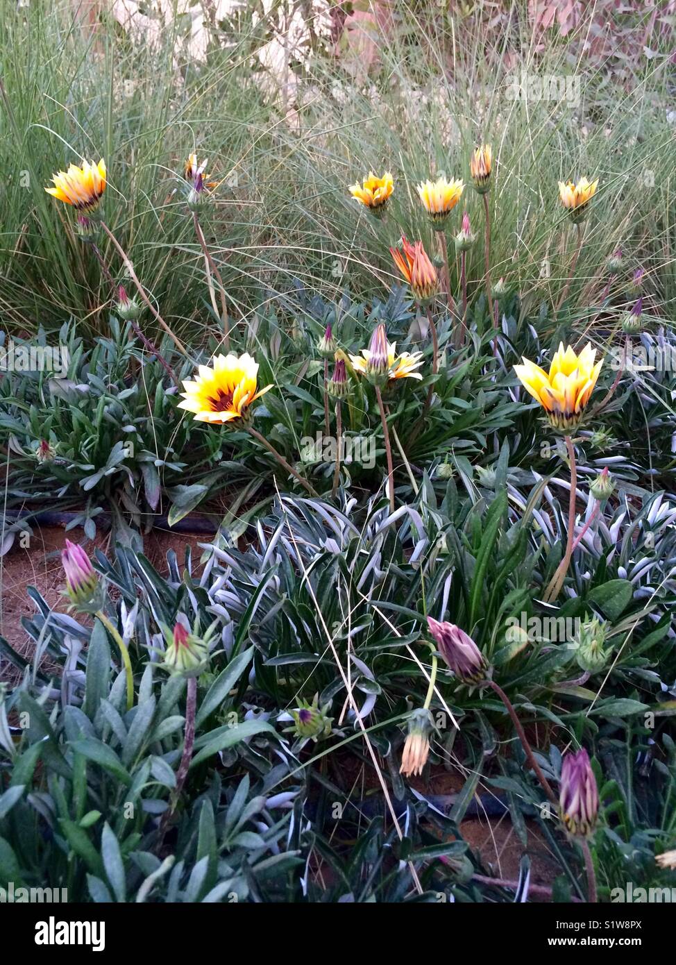 Yellow flowers and green leafs and grass - Smartphone Captured Stock Image